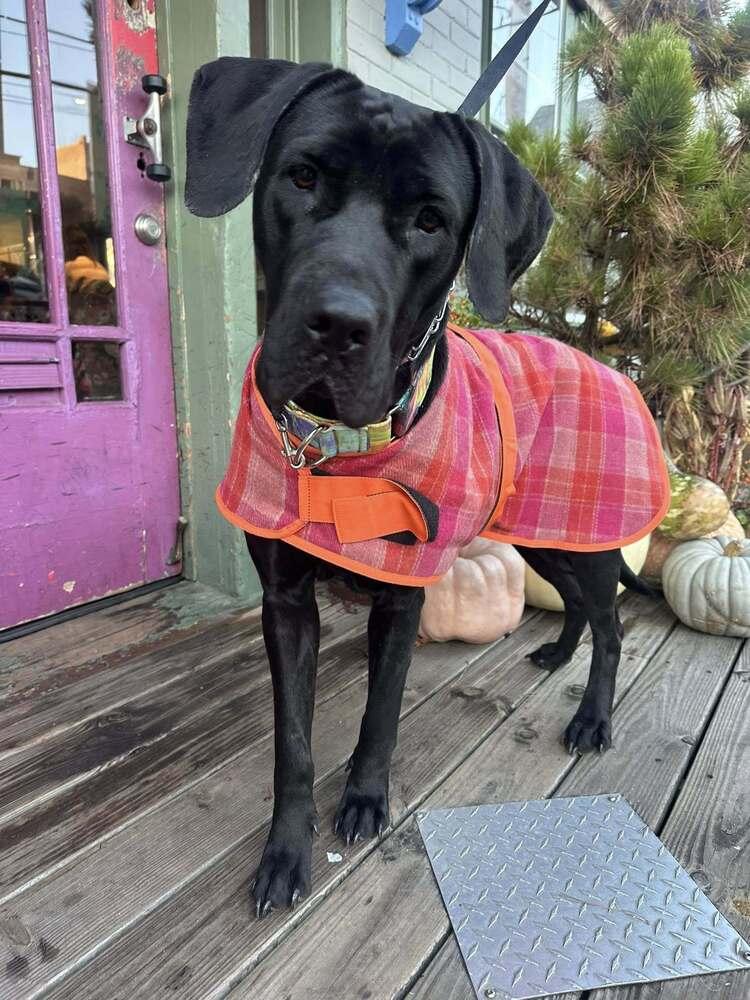 Elle Perdi thumbnail 4