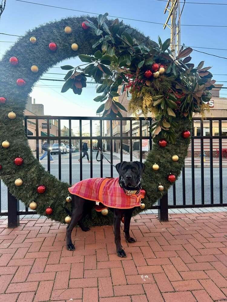 Elle Perdi thumbnail 5