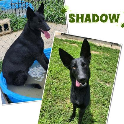 Shadow, Adopted, Adult Female Belgian Shepherd / Malinois & German Shepherd Dog.