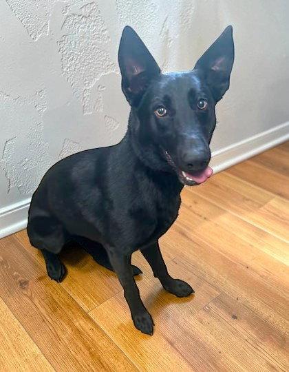 Shadow, a Adopted mixed breed in Sullivan, IN image 2/2