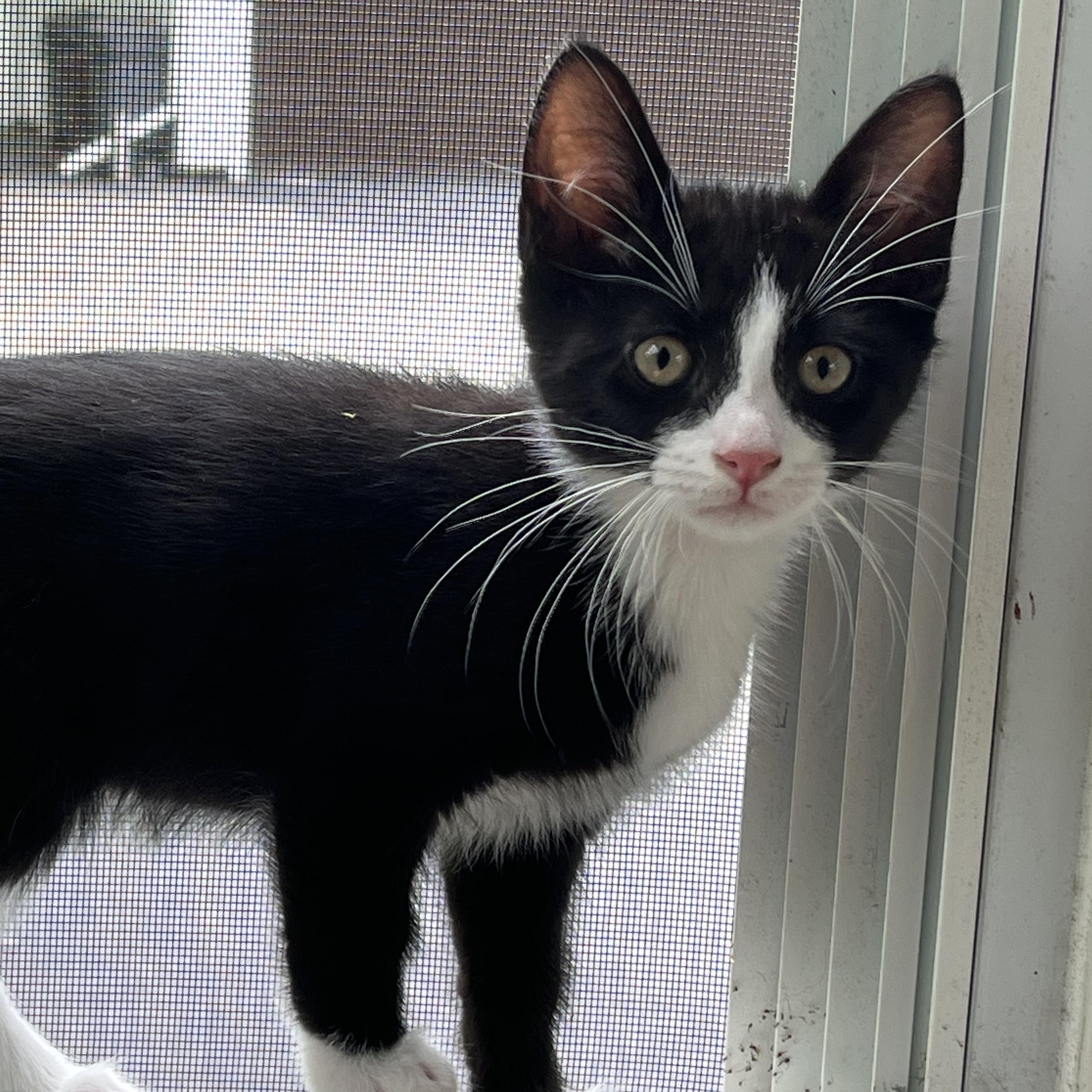 Tux, a Adoptable mixed breed in East Amherst, NY image 1/5