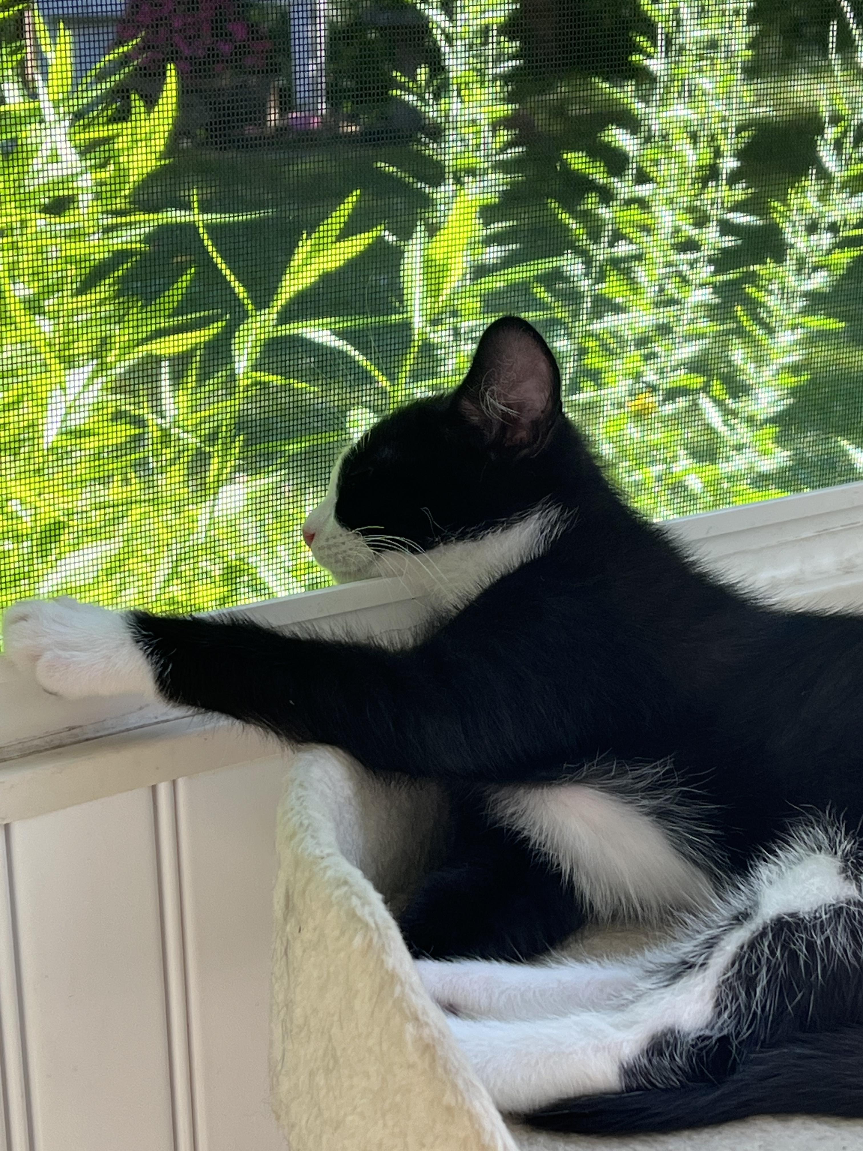 Tux, a Adoptable mixed breed in East Amherst, NY image 2/5