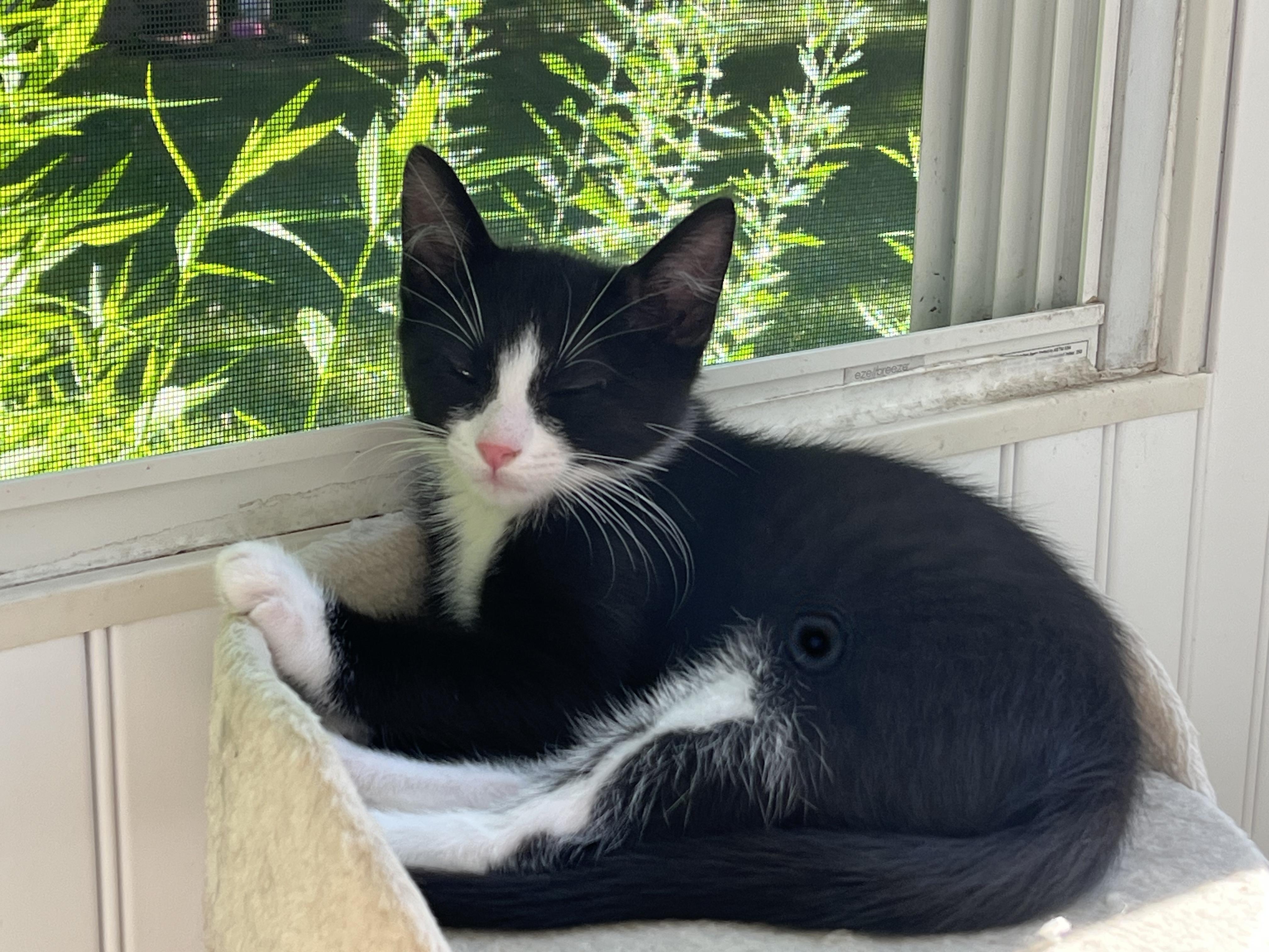 Tux, a Adoptable mixed breed in East Amherst, NY image 4/5