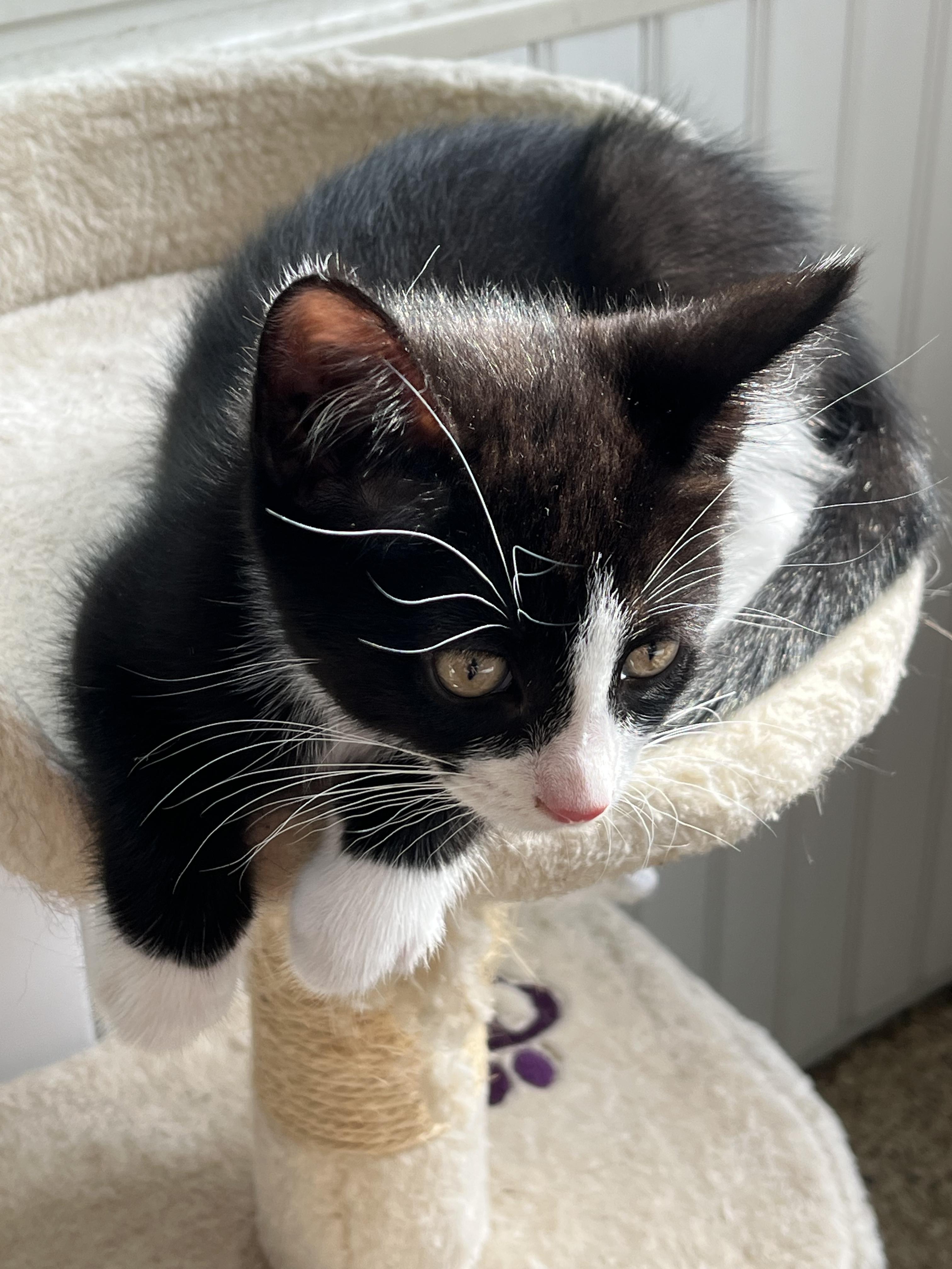 Tux, a Adoptable mixed breed in East Amherst, NY image 3/5
