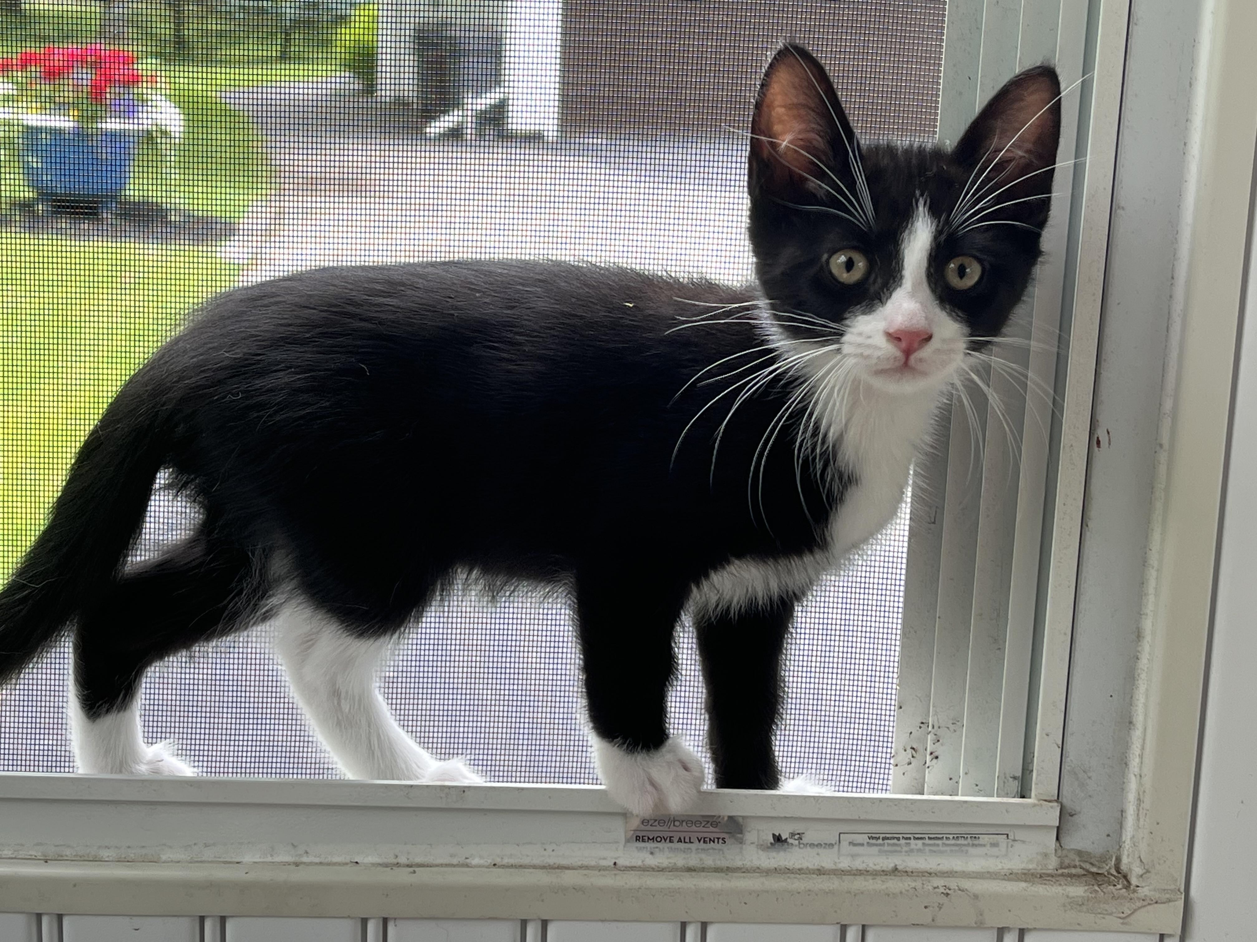 Tux, a Adoptable mixed breed in East Amherst, NY image 5/5