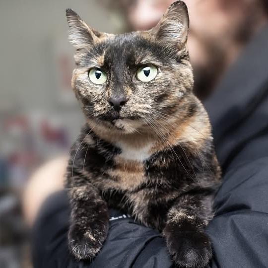 Aphrodite, Adoptable, Adult Female Domestic Short Hair.