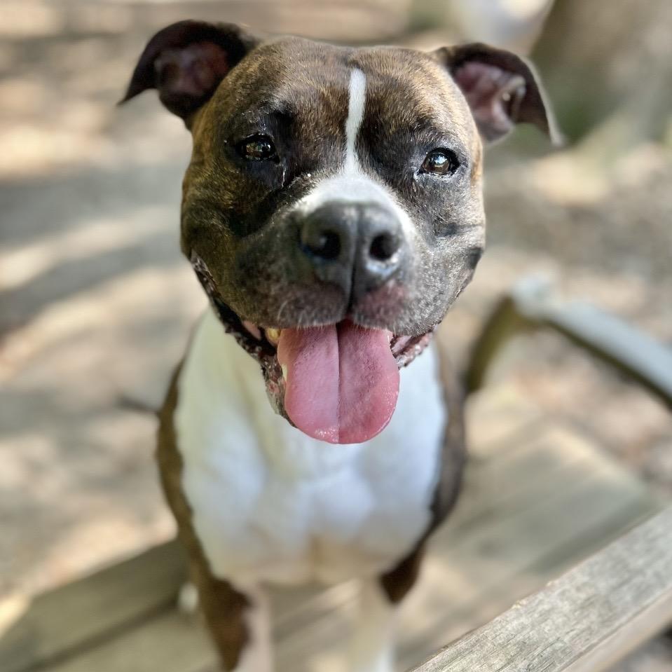 Kalani, Adoptable, Adult Female Mixed Breed.