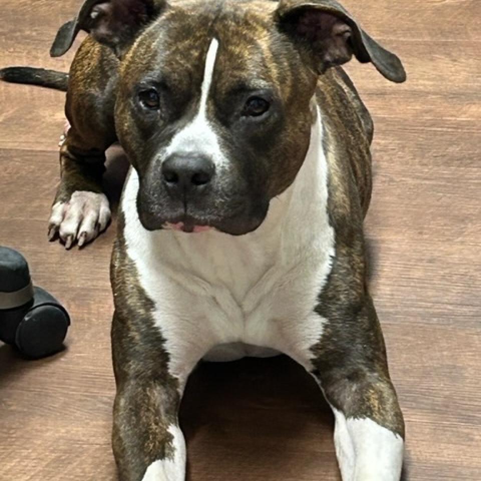 Kalani, a Adoptable Mixed Breed in Milton, FL image 2/5