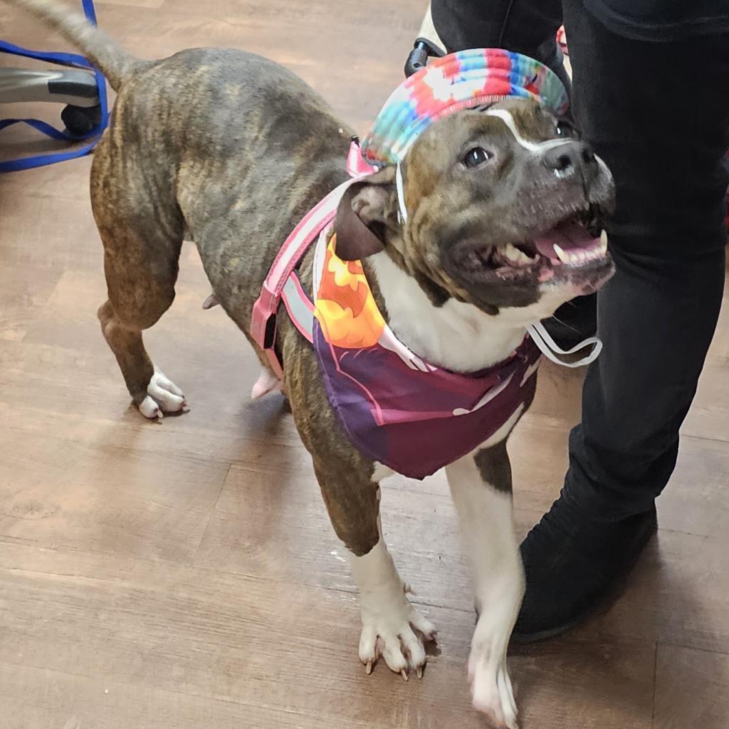 Kalani, a Adoptable Mixed Breed in Milton, FL image 3/5