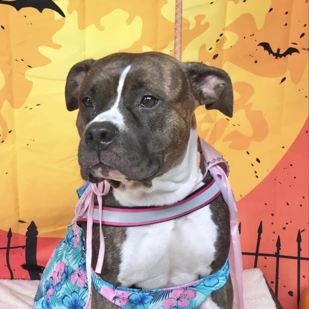 Kalani, a Adoptable Mixed Breed in Milton, FL image 4/5