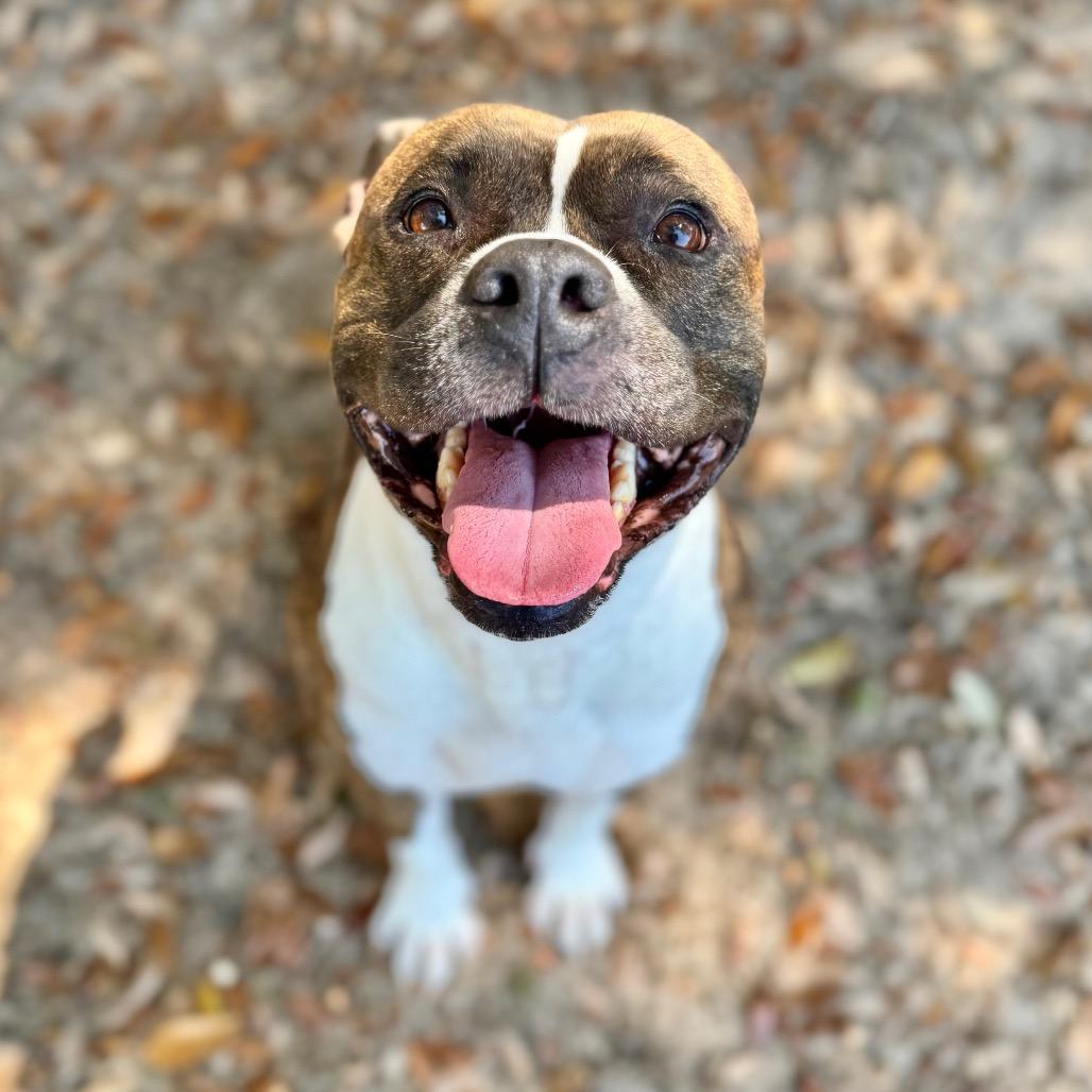 Kalani, a Adoptable Mixed Breed in Milton, FL image 5/5