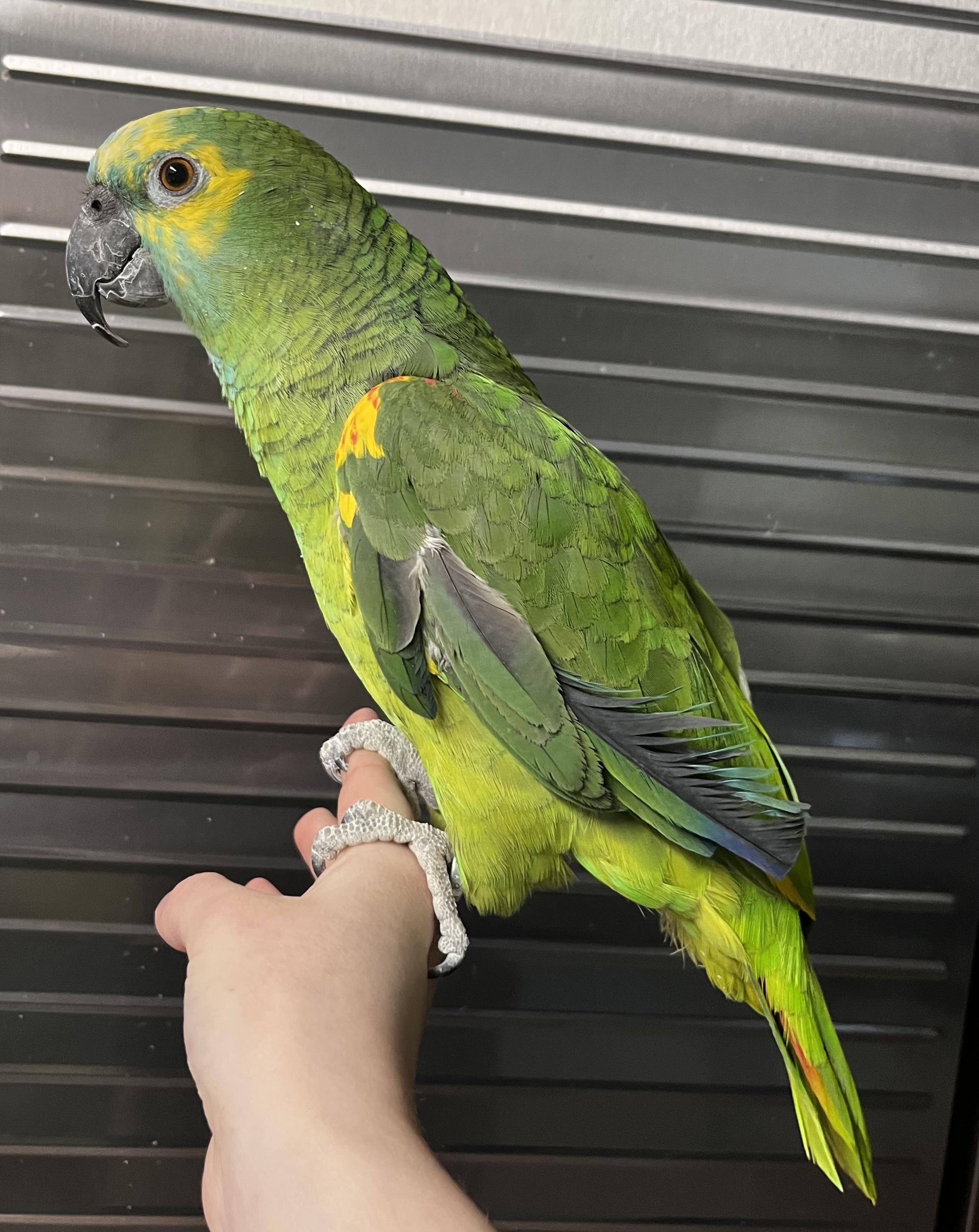 Winnie, a Adoptable Amazon in Blackstone, MA image 5/6