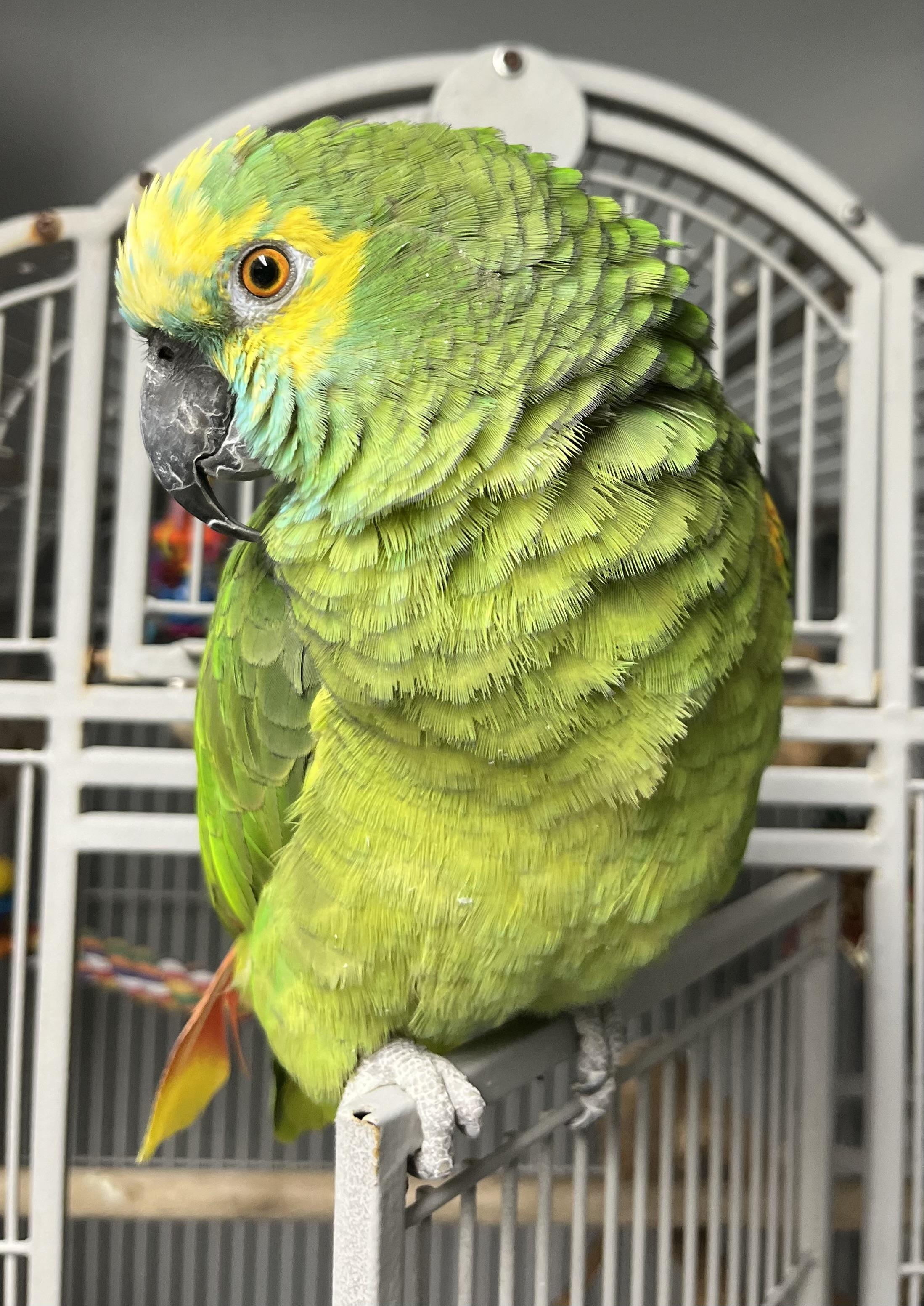 Winnie, a Adoptable Amazon in Blackstone, MA image 6/6