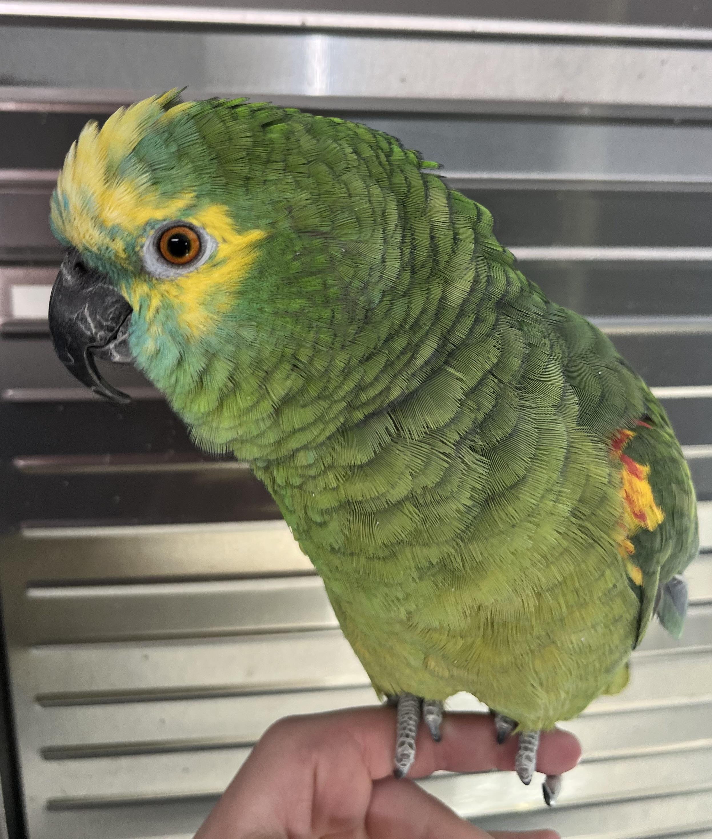 Winnie, Adoptable, Adult Unknown Amazon.