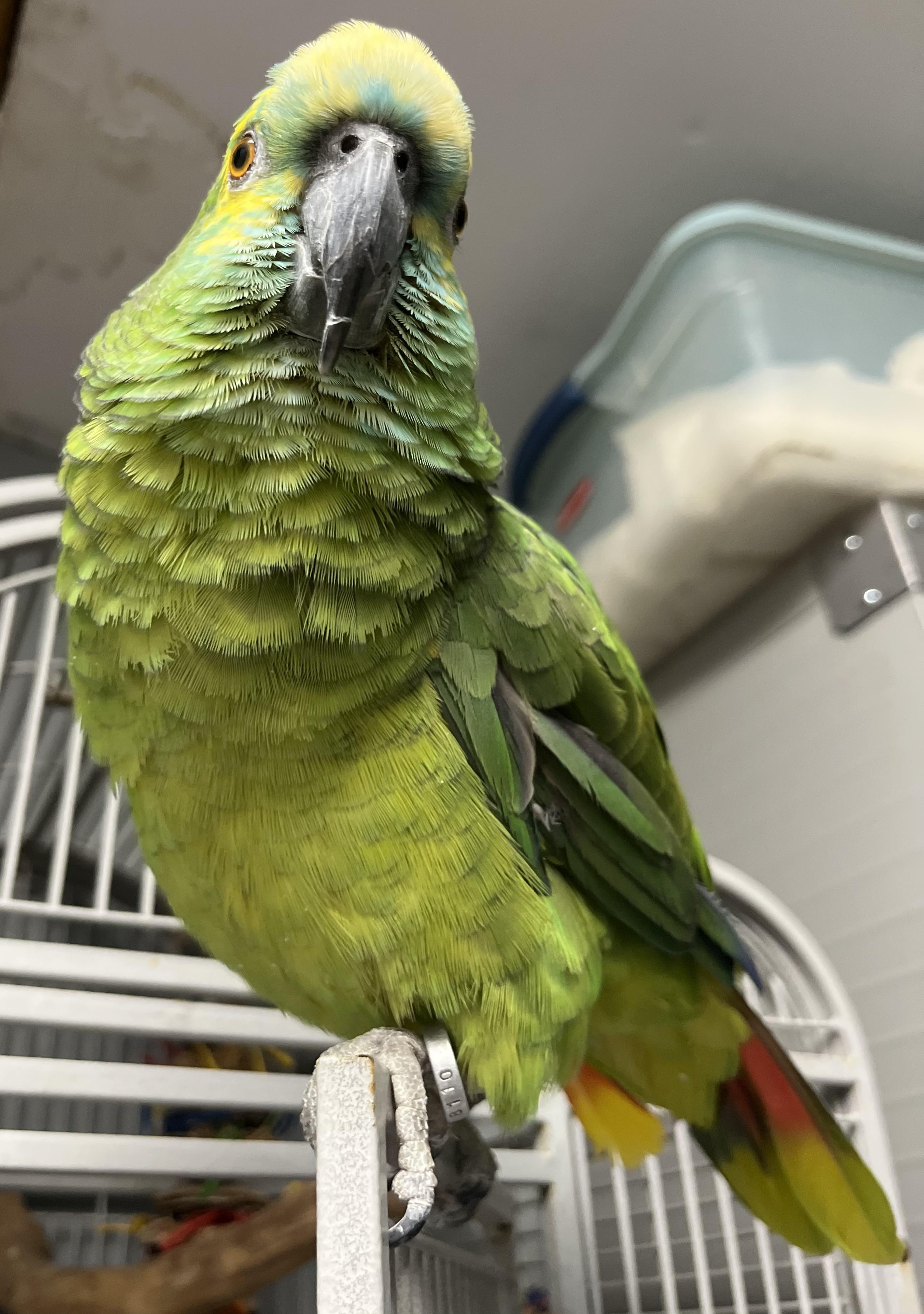 Winnie, a Adoptable Amazon in Blackstone, MA image 4/6