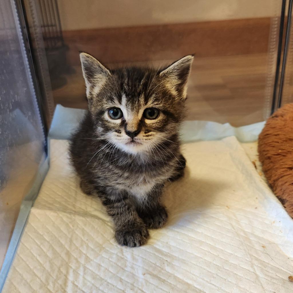 Duckie, Adoptable, Kitten Male Domestic Medium Hair.