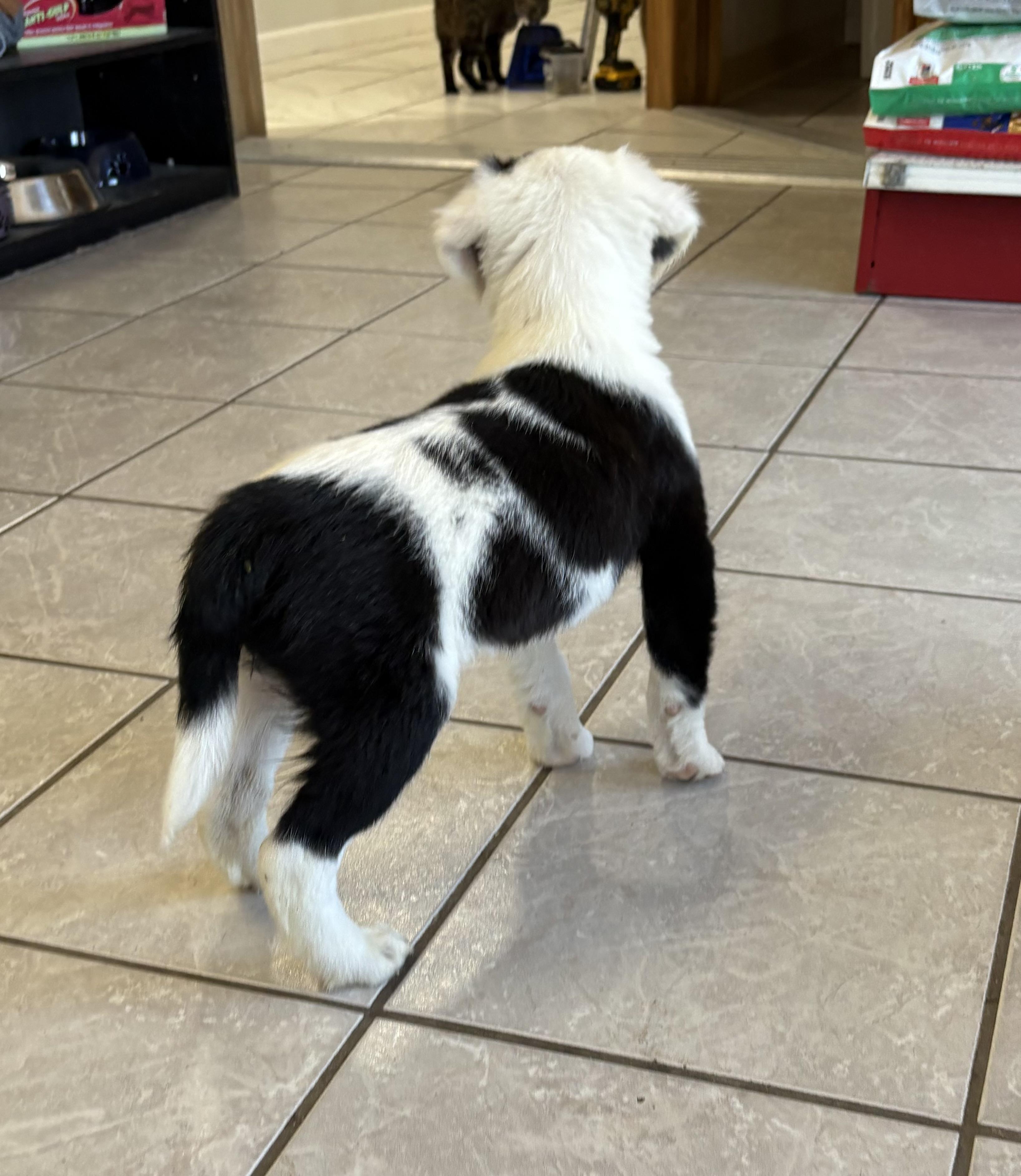 Glitch, an adoptable Border Collie, Pointer in Grant, NE, 69140 | Photo Image 4