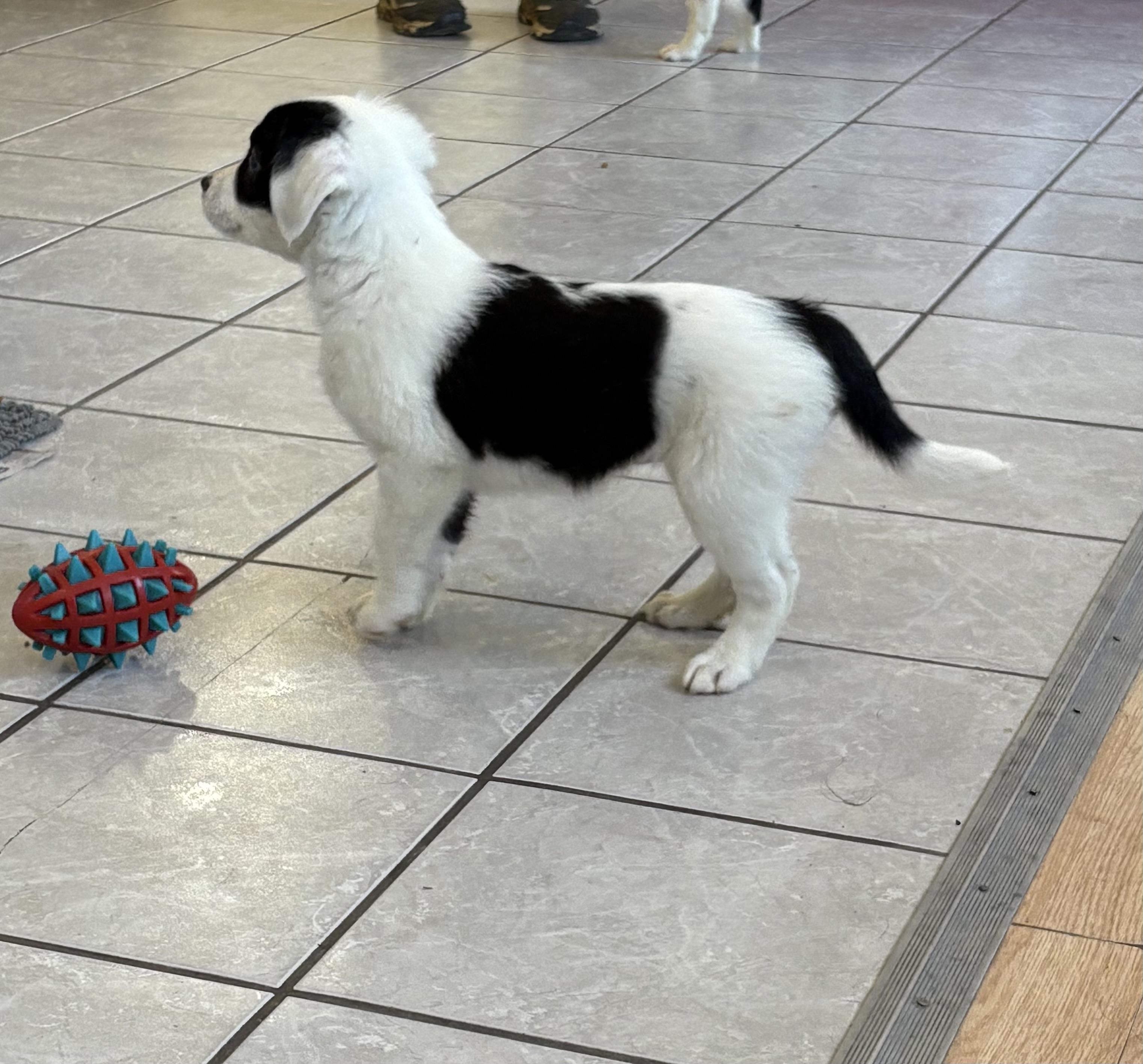 Glitch, an adoptable Border Collie, Pointer in Grant, NE, 69140 | Photo Image 3