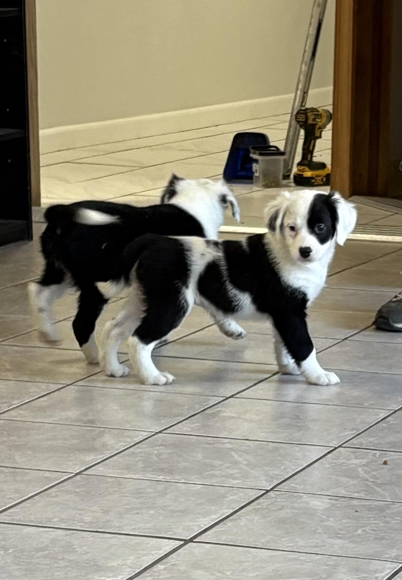 Glitch, an adoptable Border Collie, Pointer in Grant, NE, 69140 | Photo Image 2