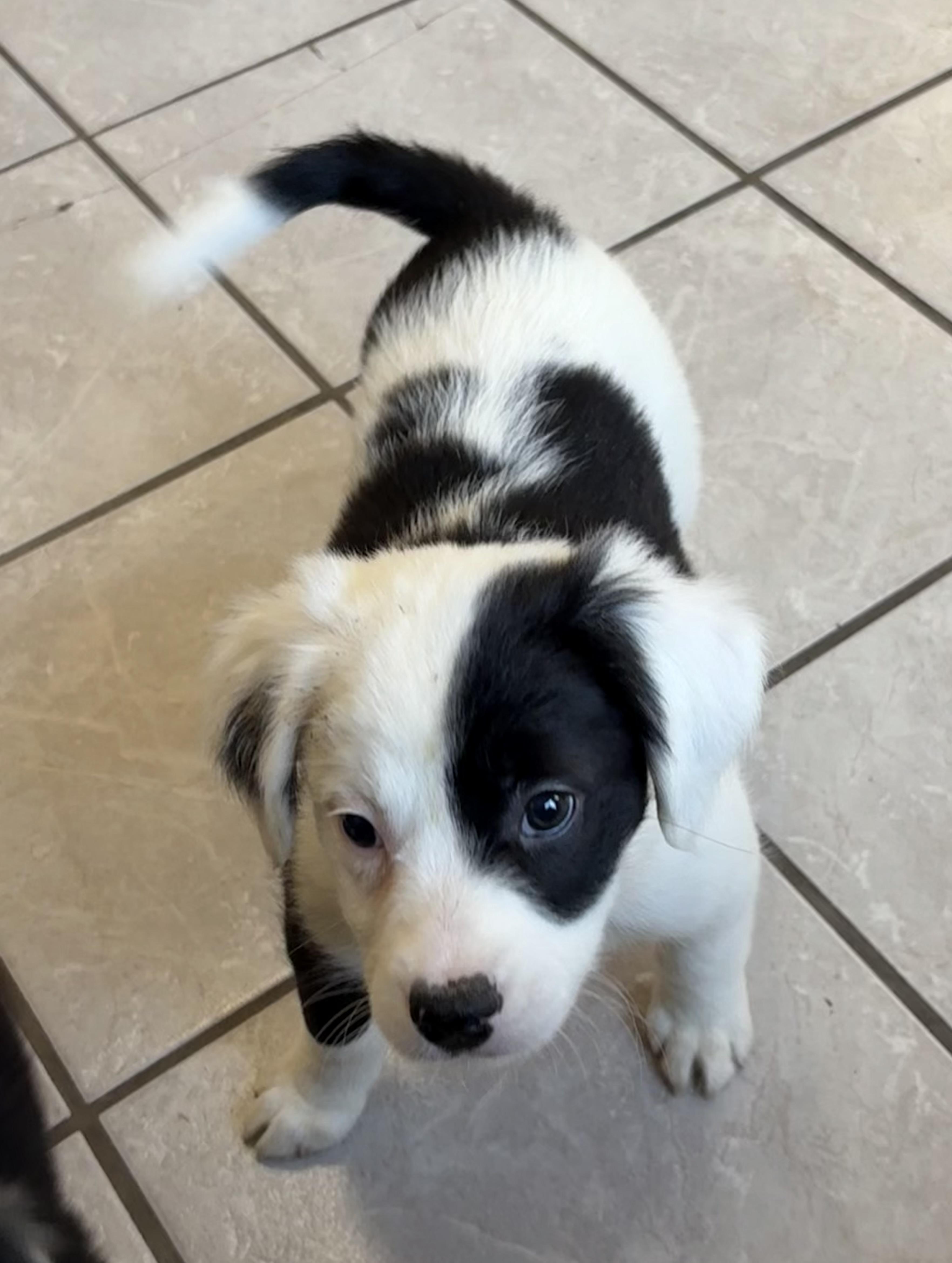 Glitch, Baby Female Border Collie