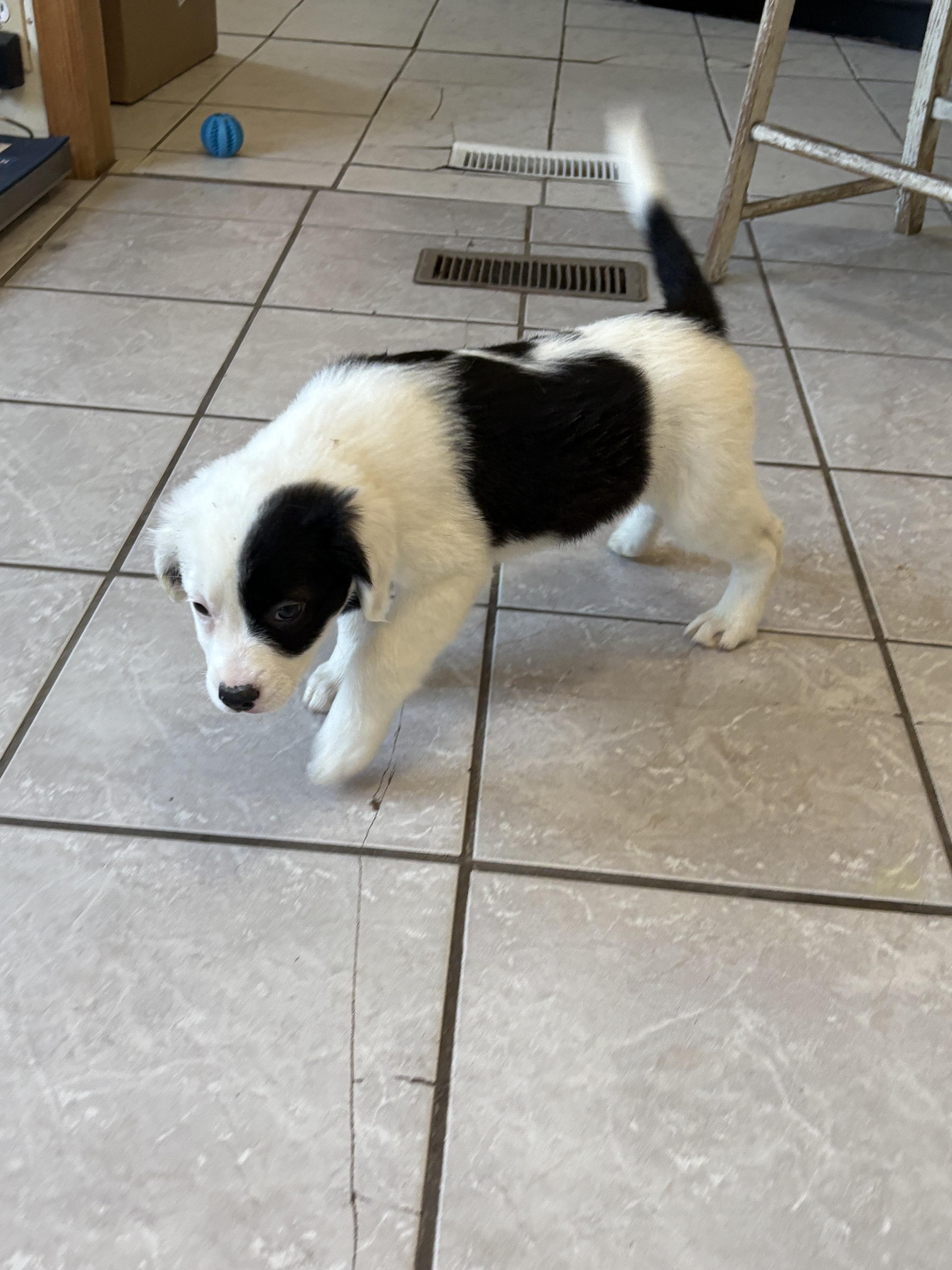 Glitch, an adoptable Border Collie, Pointer in Grant, NE, 69140 | Photo Image 5
