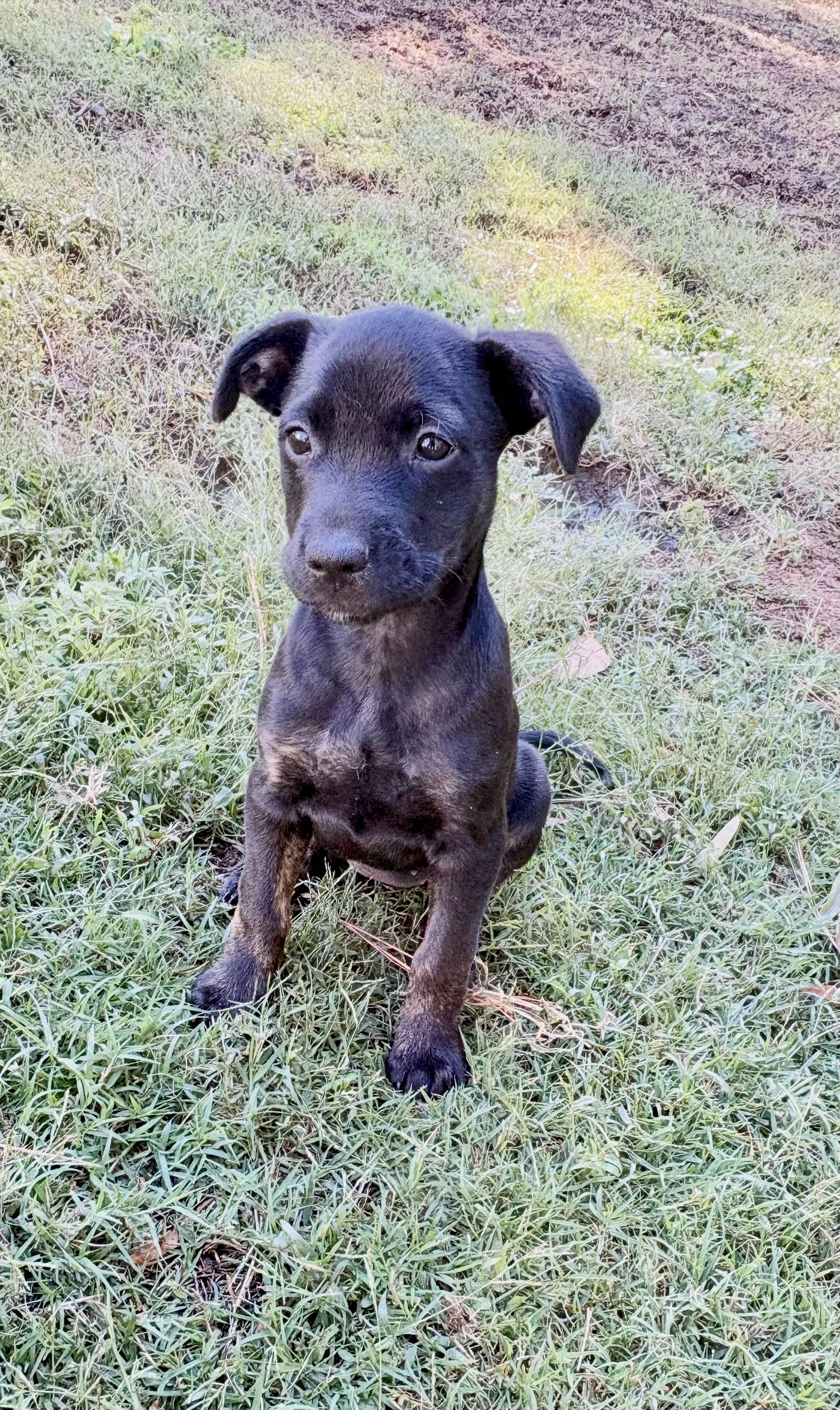 Enlarge Peppermint Patty, a Adoptable mixed breed in Waxhaw, NC image 2/2