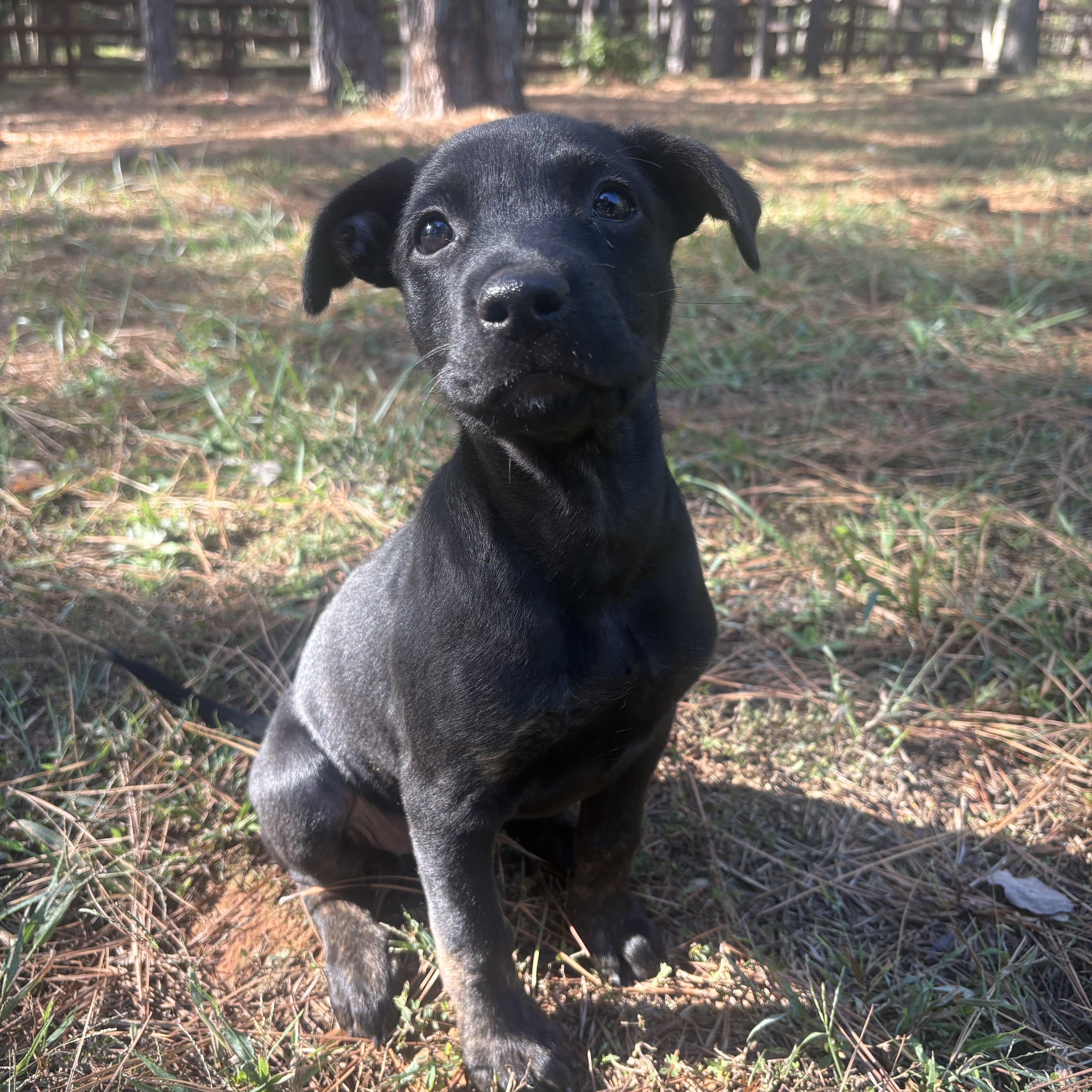 Peppermint Patty, Adoptable, Puppy Female Hound.
