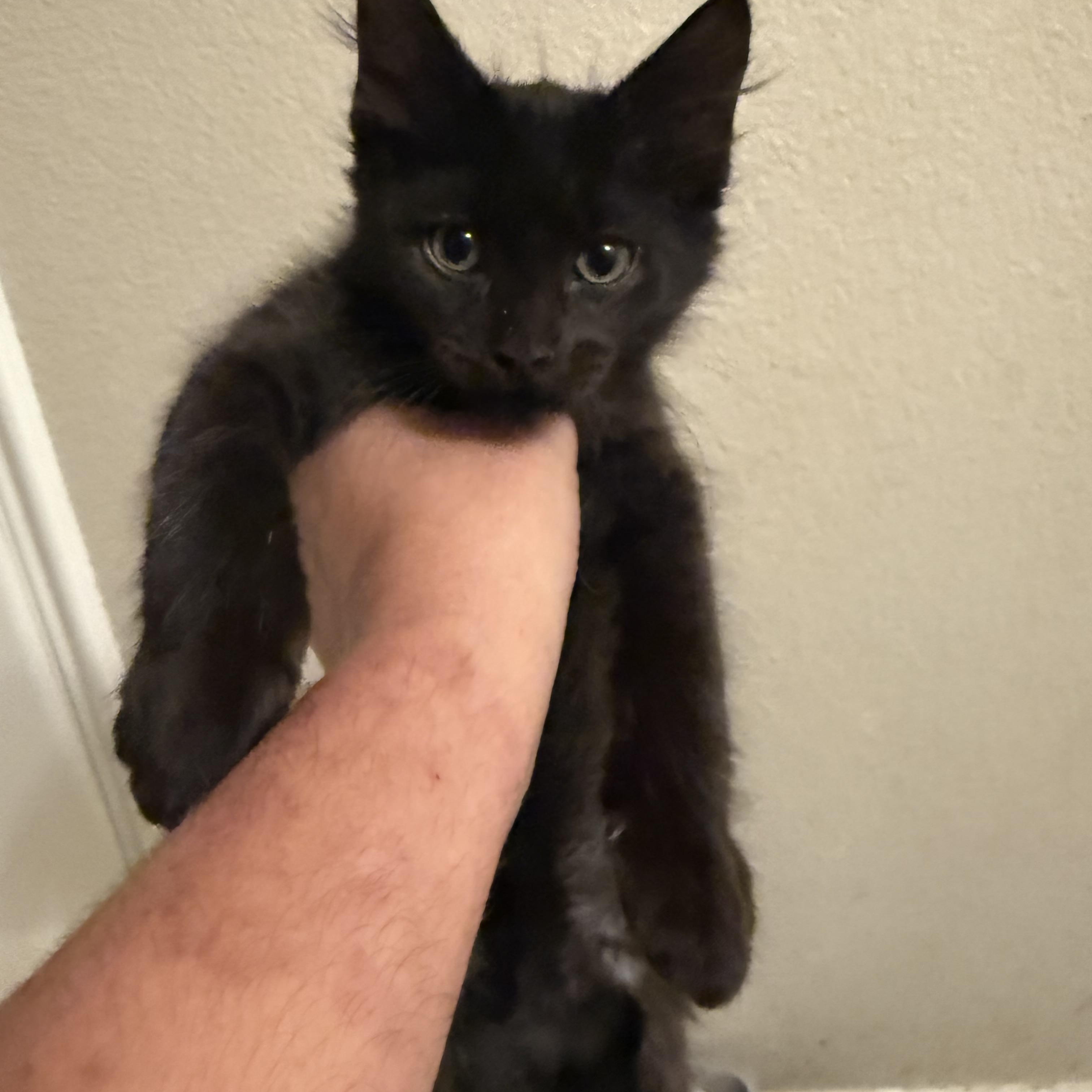 Astro, adopted, Kitten Male Domestic Medium Hair.