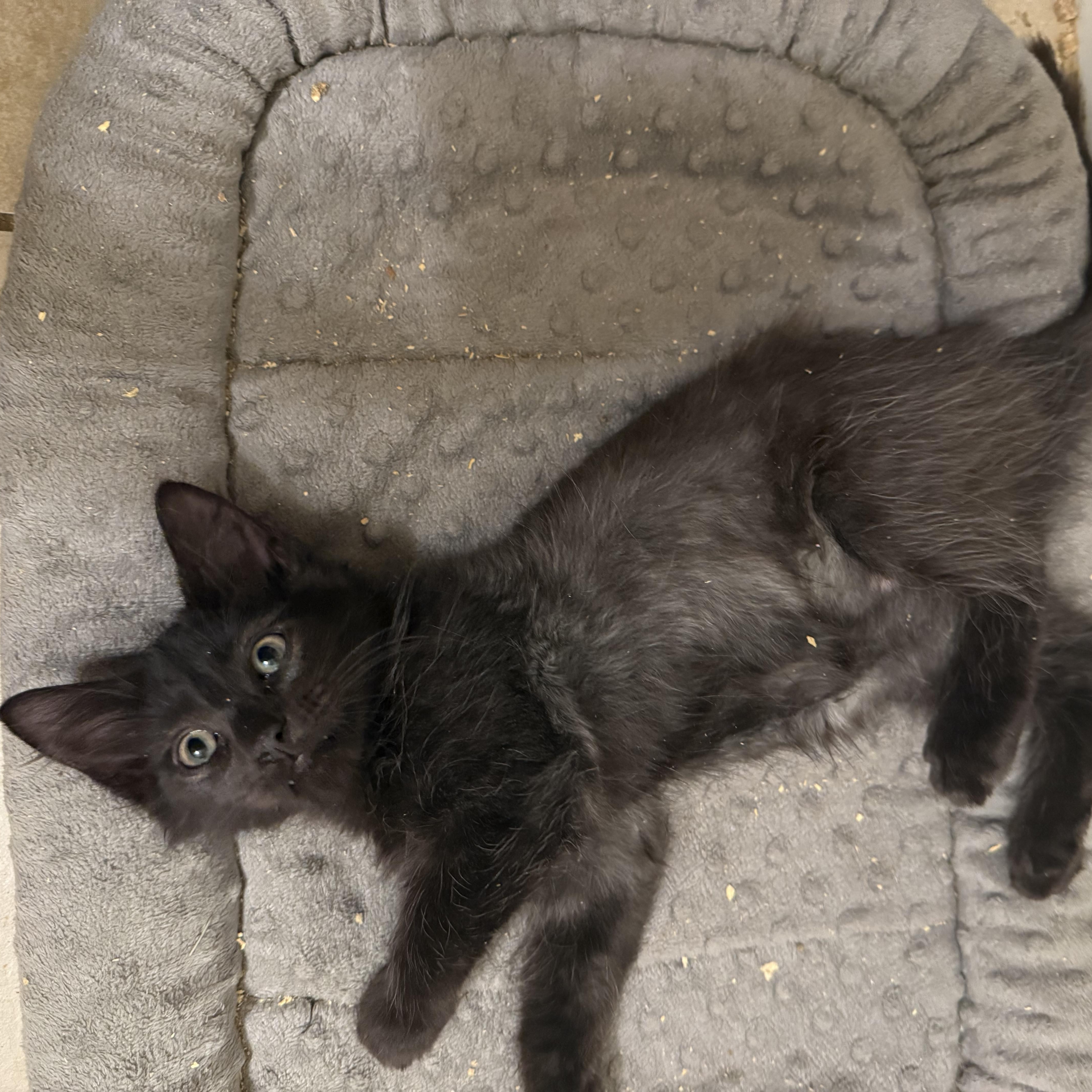 Enlarge Astro, an adopted Domestic Medium Hair in Anna, TX image 4/5