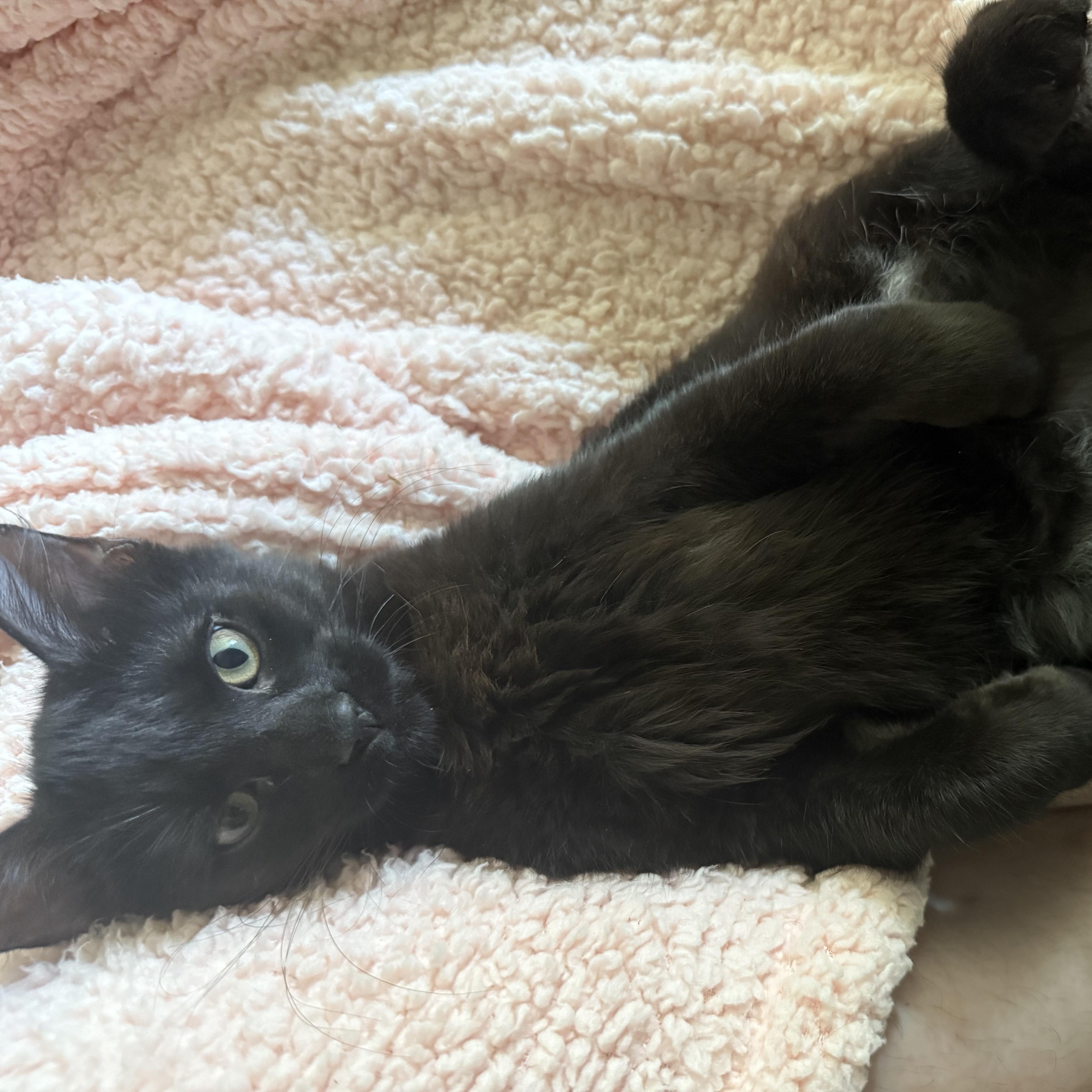 Astro, adopted, Kitten Male Domestic Medium Hair.