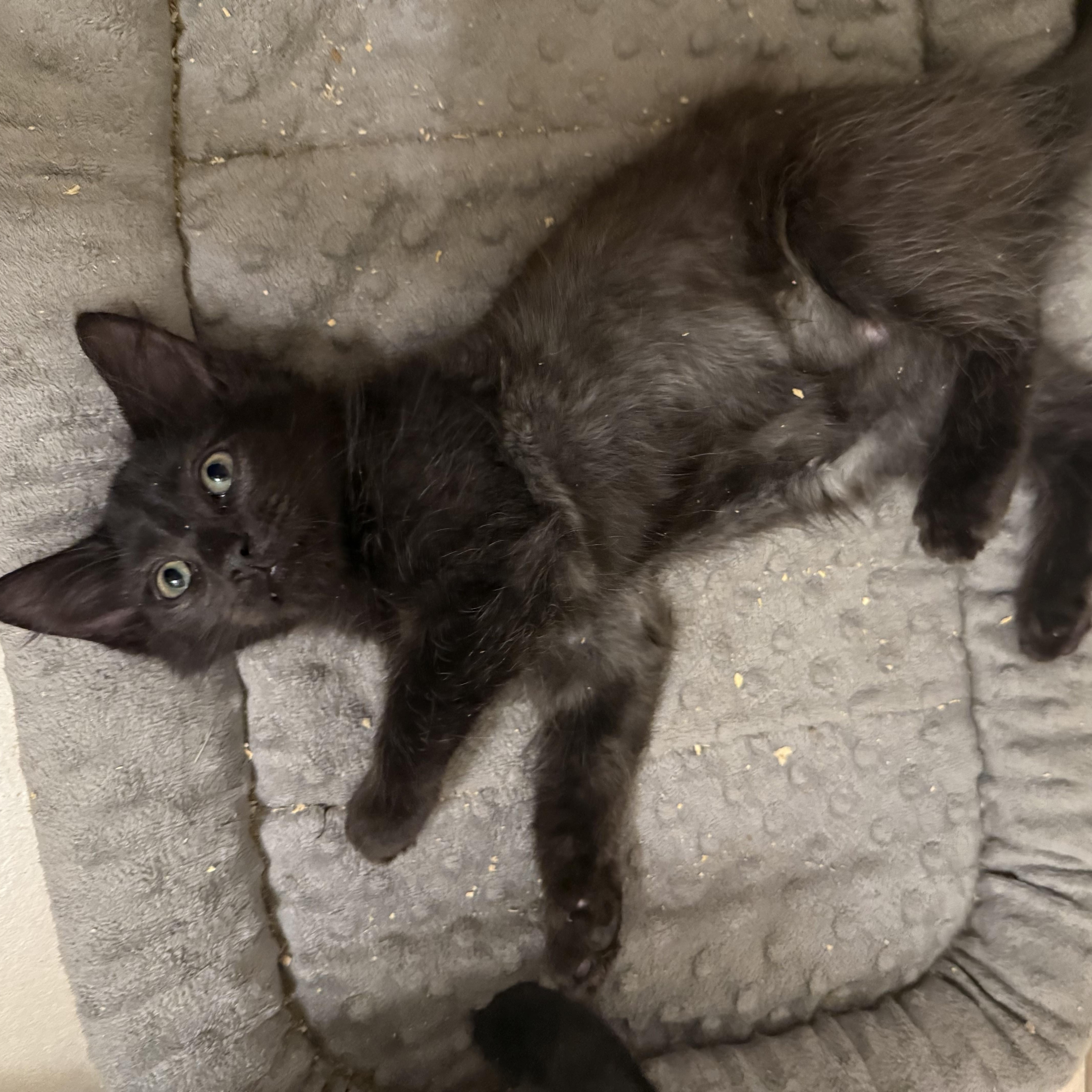 Enlarge Astro, an adopted Domestic Medium Hair in Anna, TX image 5/5