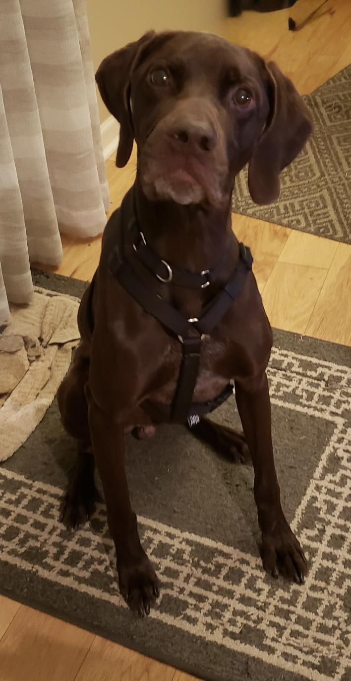Enlarge Creek , a ADOPTABLE German Shorthaired Pointer in Gardiner, NY image 2/5