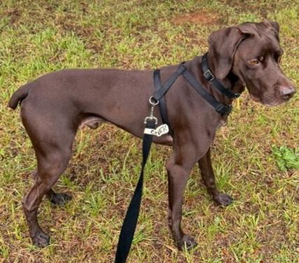 Enlarge Creek , a ADOPTABLE German Shorthaired Pointer in Gardiner, NY image 3/6