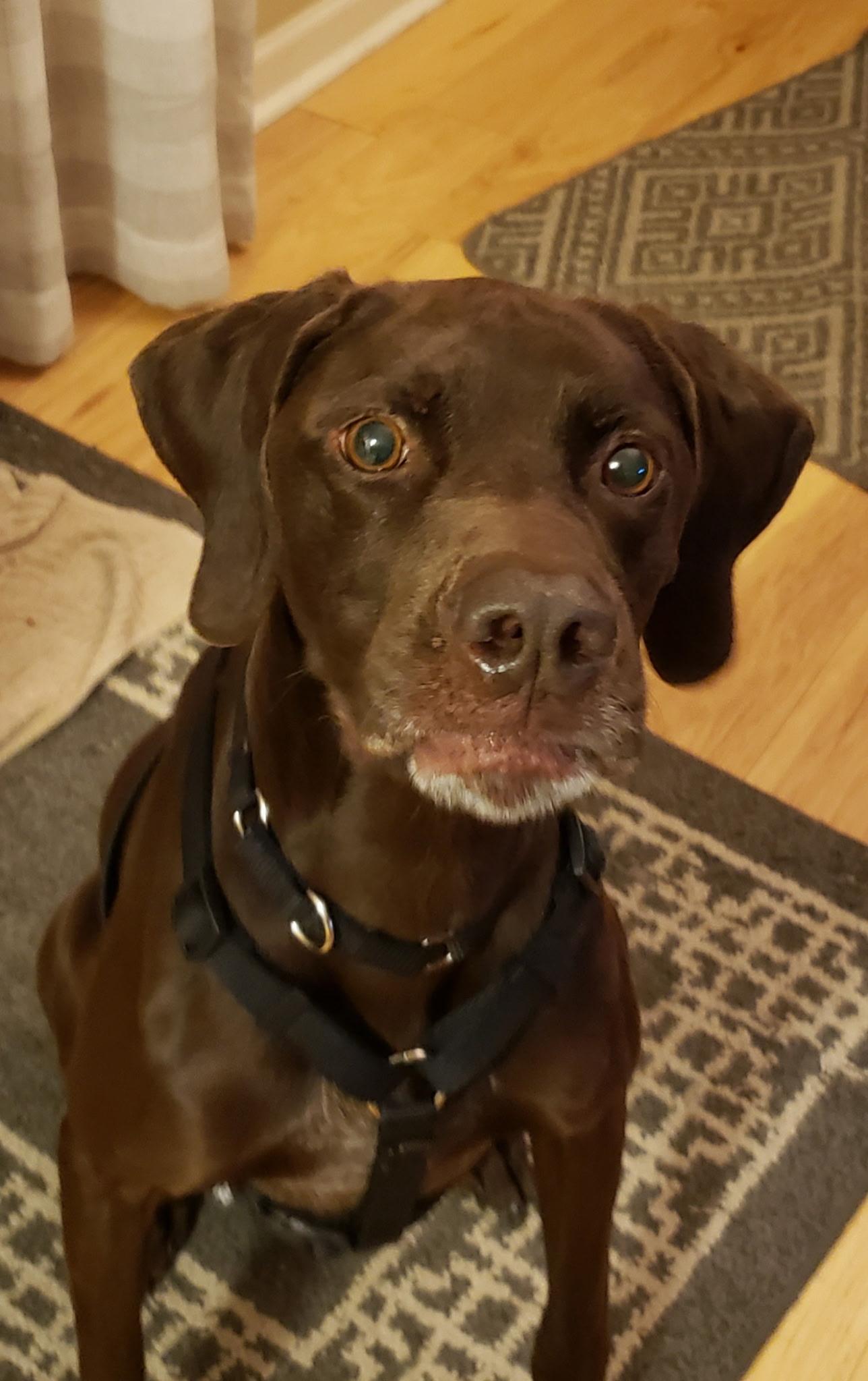 Enlarge Creek , a ADOPTABLE German Shorthaired Pointer in Gardiner, NY image 3/5