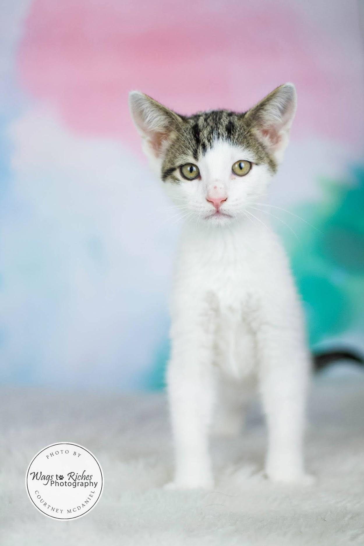 Moe, Young Male Domestic Short Hair