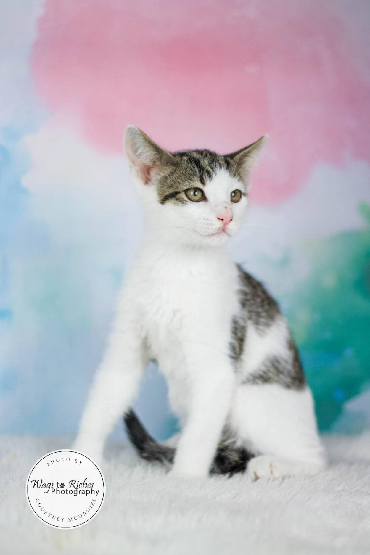 Enlarge Moe, a Adoptable mixed breed in Tuscaloosa, AL image 5/6