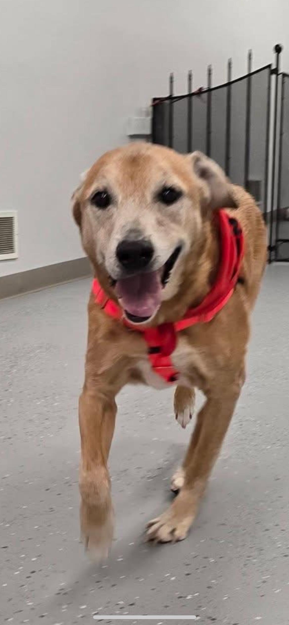 Max Hip *LOCAL*, Adopted, Senior Male Labrador Retriever.