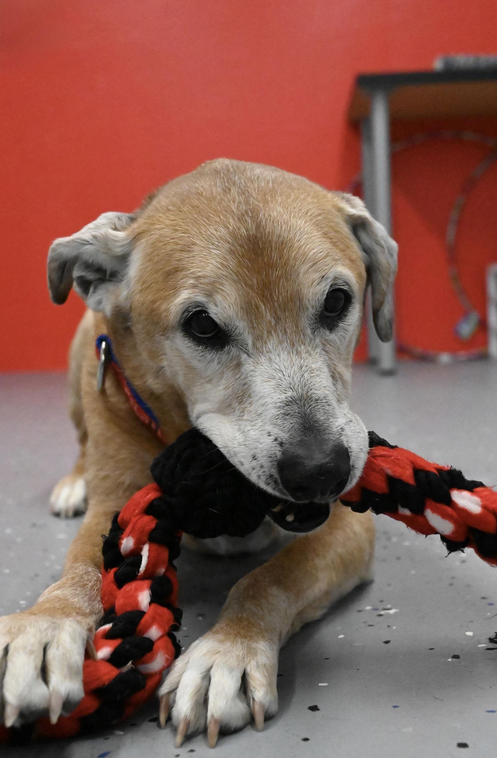 Enlarge Max Hip *LOCAL*, a Adopted Labrador Retriever in Wakefield, RI image 3/3