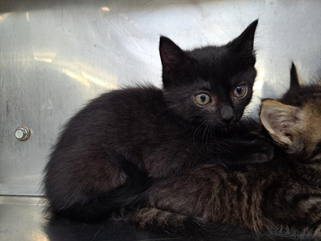 Henry, Adoptable, Kitten Male Domestic Medium Hair.