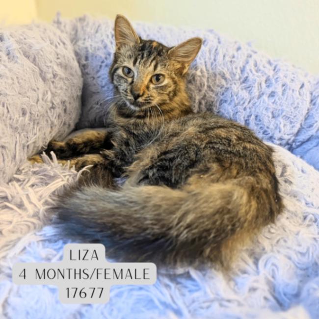 Enlarge Liza, a Adoptable Domestic Medium Hair in Supply, NC image 1/1