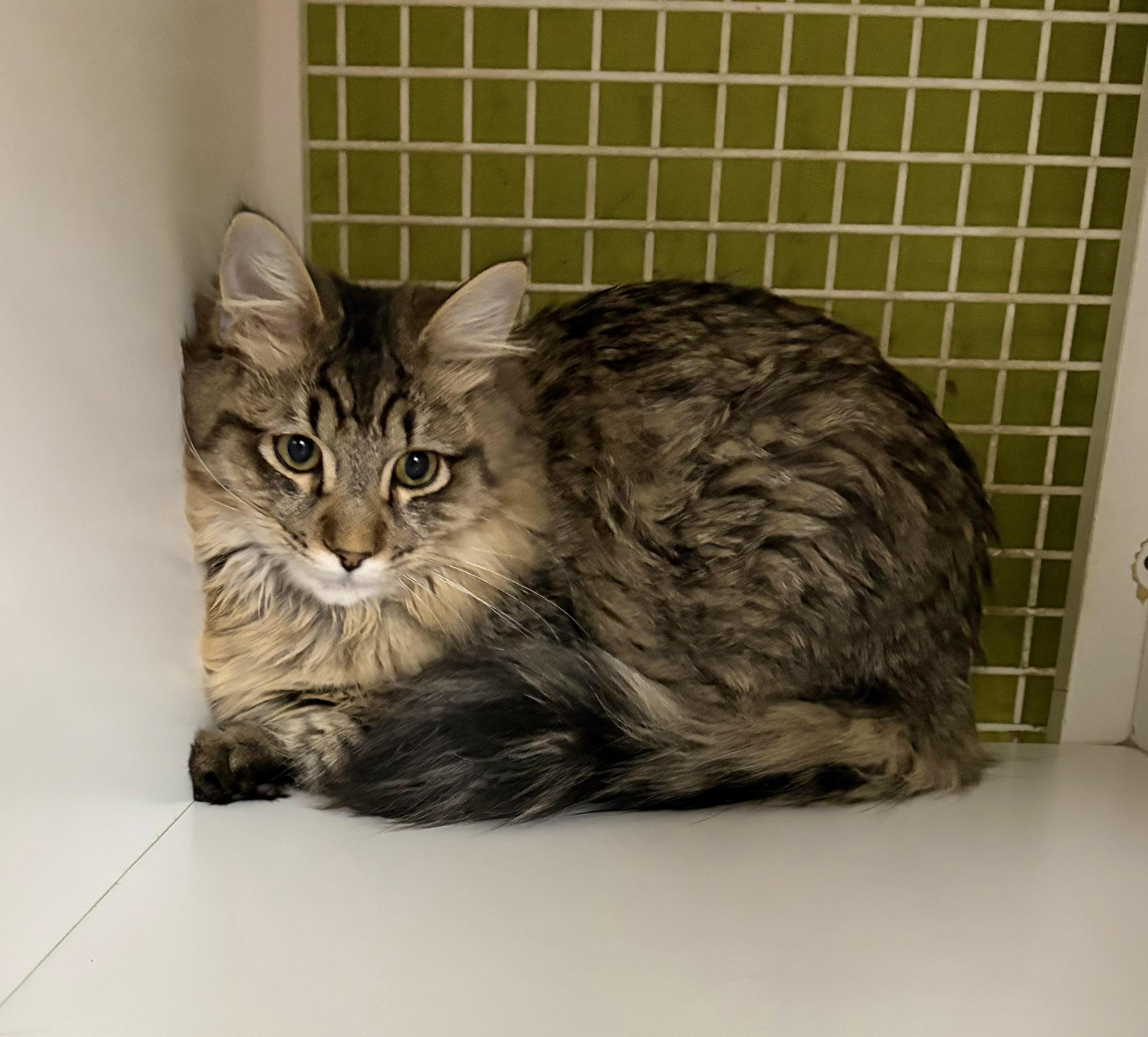 Enlarge Tiny Tabby, a ADOPTABLE Tabby in Fountain Valley, CA image 1/3