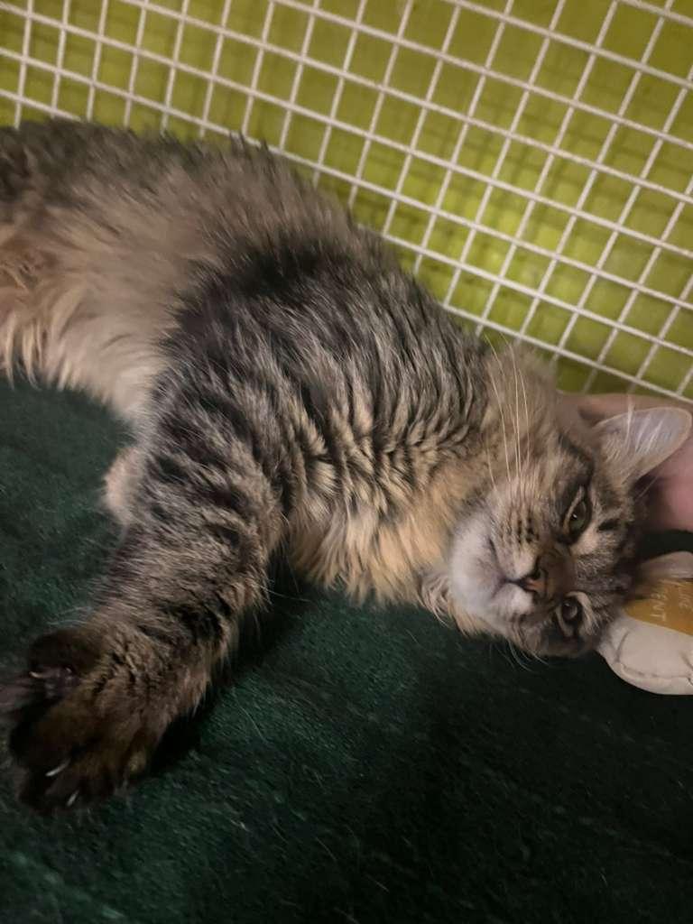 Enlarge Tiny Tabby, a ADOPTABLE Tabby in Fountain Valley, CA image 3/3