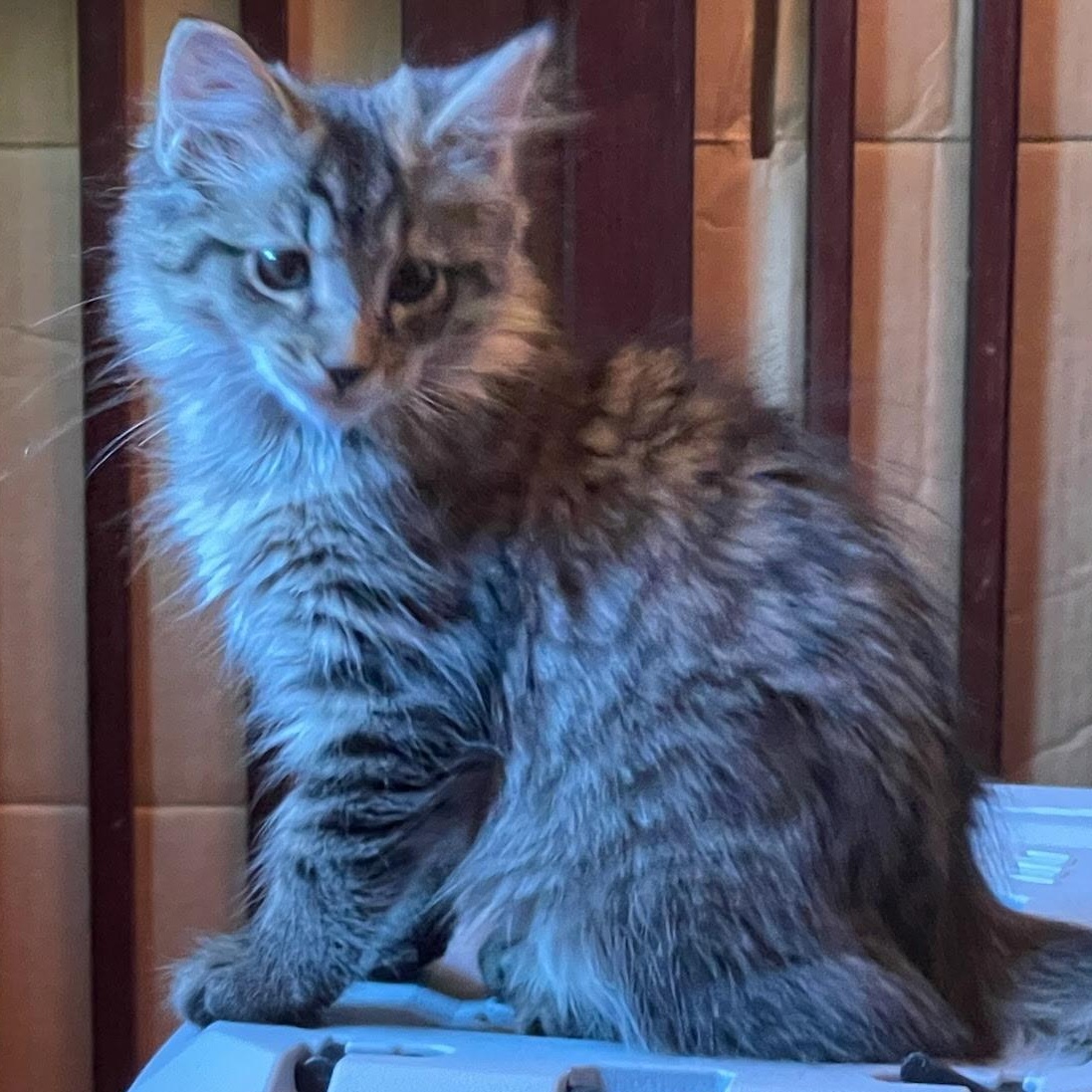 Enlarge Tiny Tabby, a ADOPTABLE Tabby in Fountain Valley, CA image 1/1