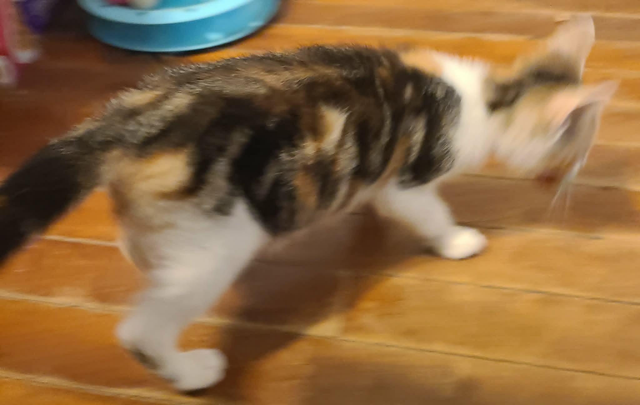 Flora, a ADOPTABLE Domestic Short Hair in Waynetown, IN image 1/2