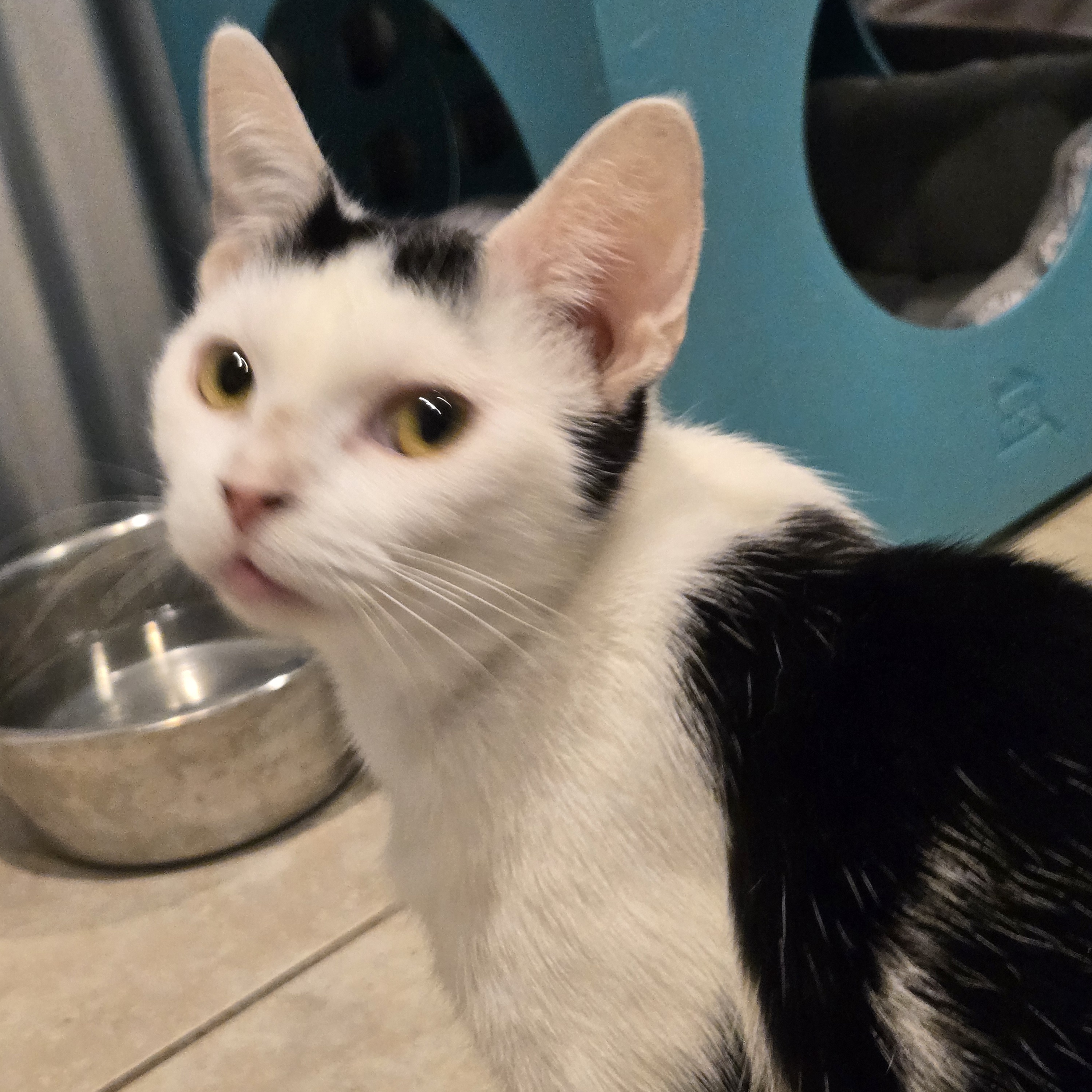 Hazel, Adoptable, Adult Female Domestic Short Hair.