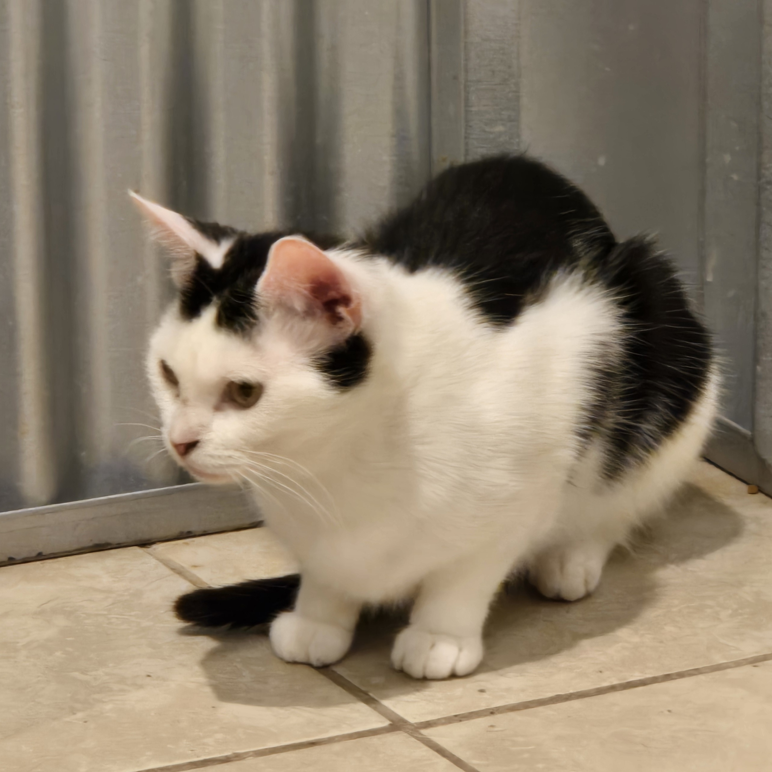 Enlarge Hazel, a Adoptable Domestic Short Hair in Elwood, IN image 2/3