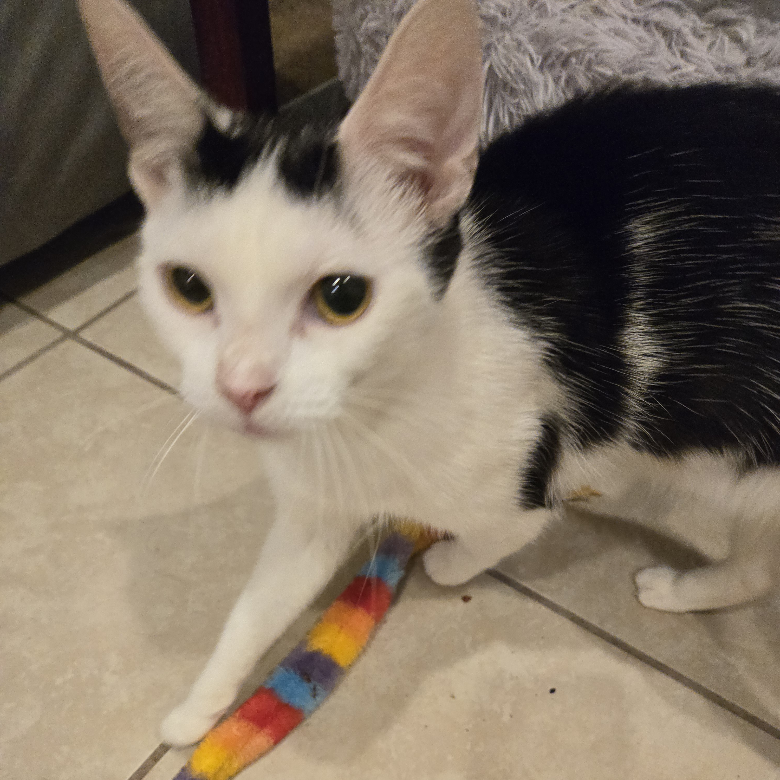 Enlarge Hazel, a Adoptable Domestic Short Hair in Elwood, IN image 3/3