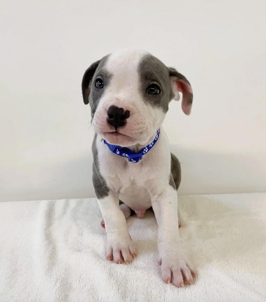 Gingerbread Man, adopted, Puppy Male Mixed Breed.