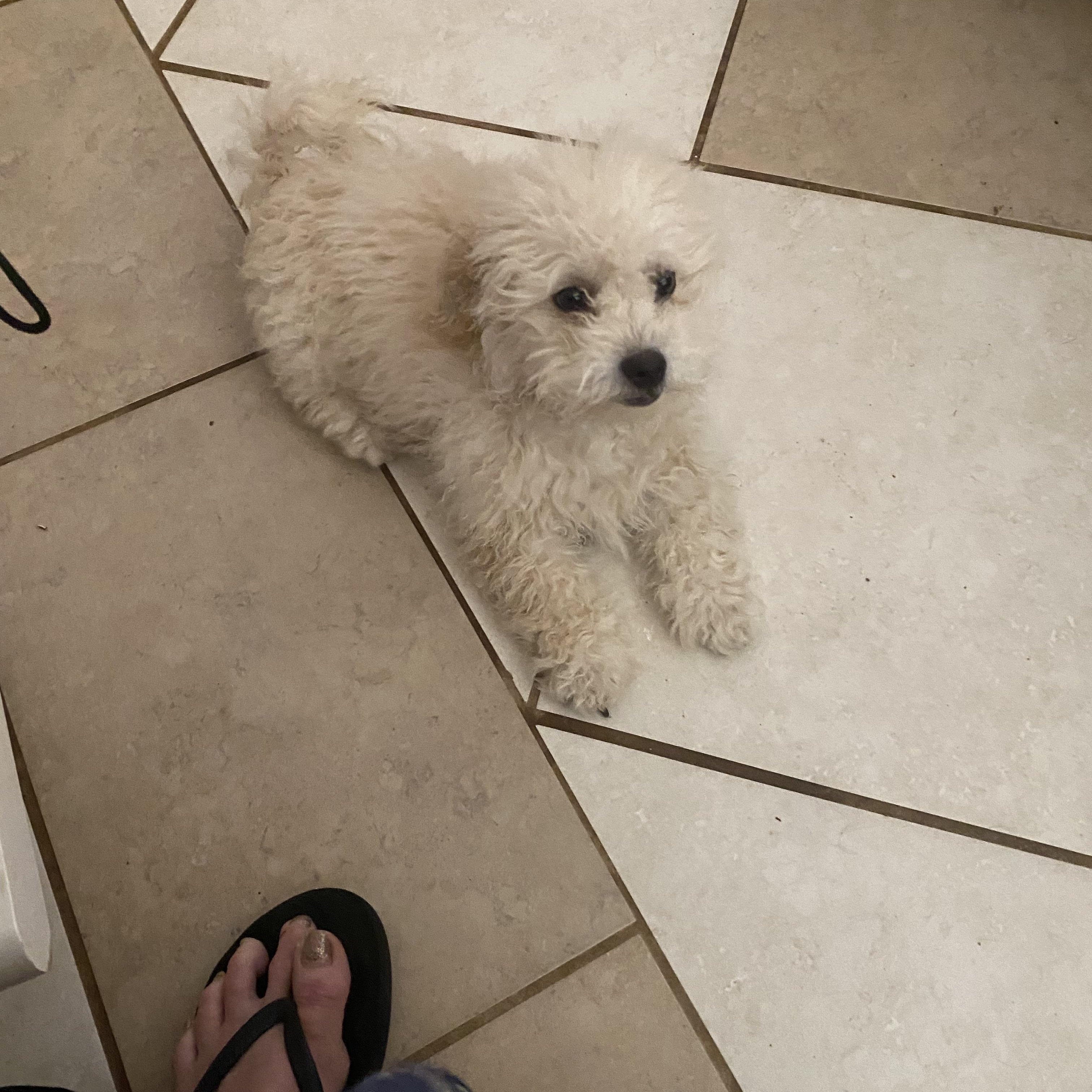 Cotton, a ADOPTABLE mixed breed in Moreno Valley, CA image 2/3