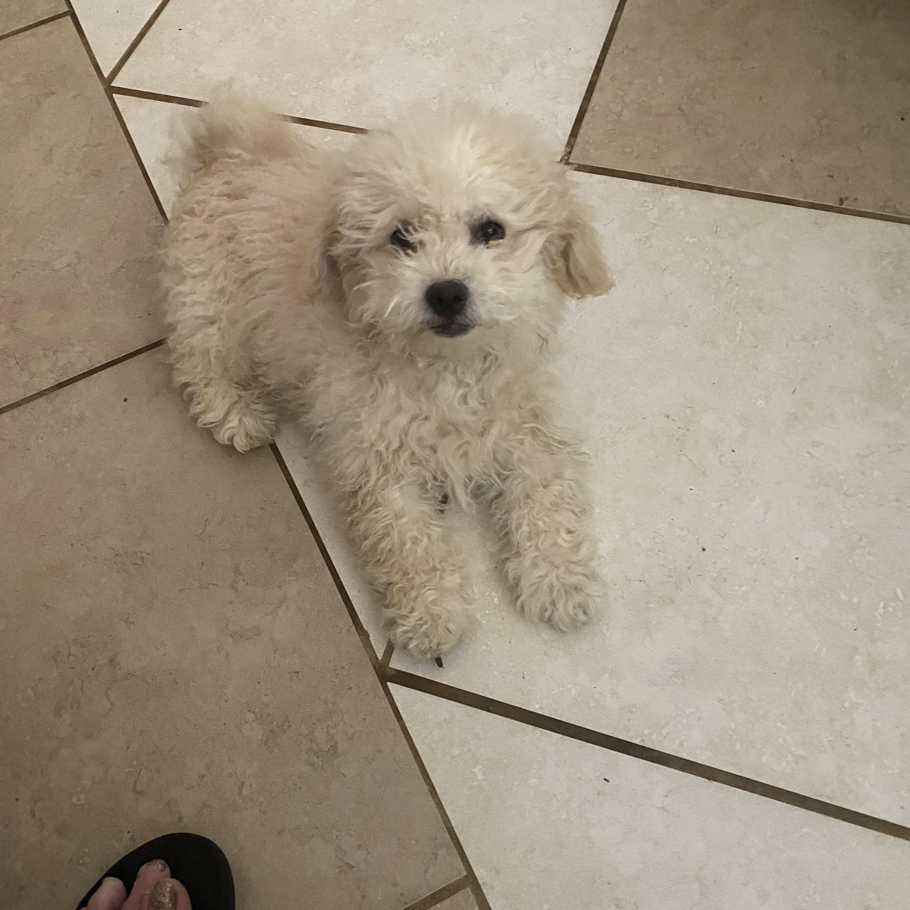 Cotton, ADOPTABLE, Puppy Male Bichon Frise & Maltipoo.
